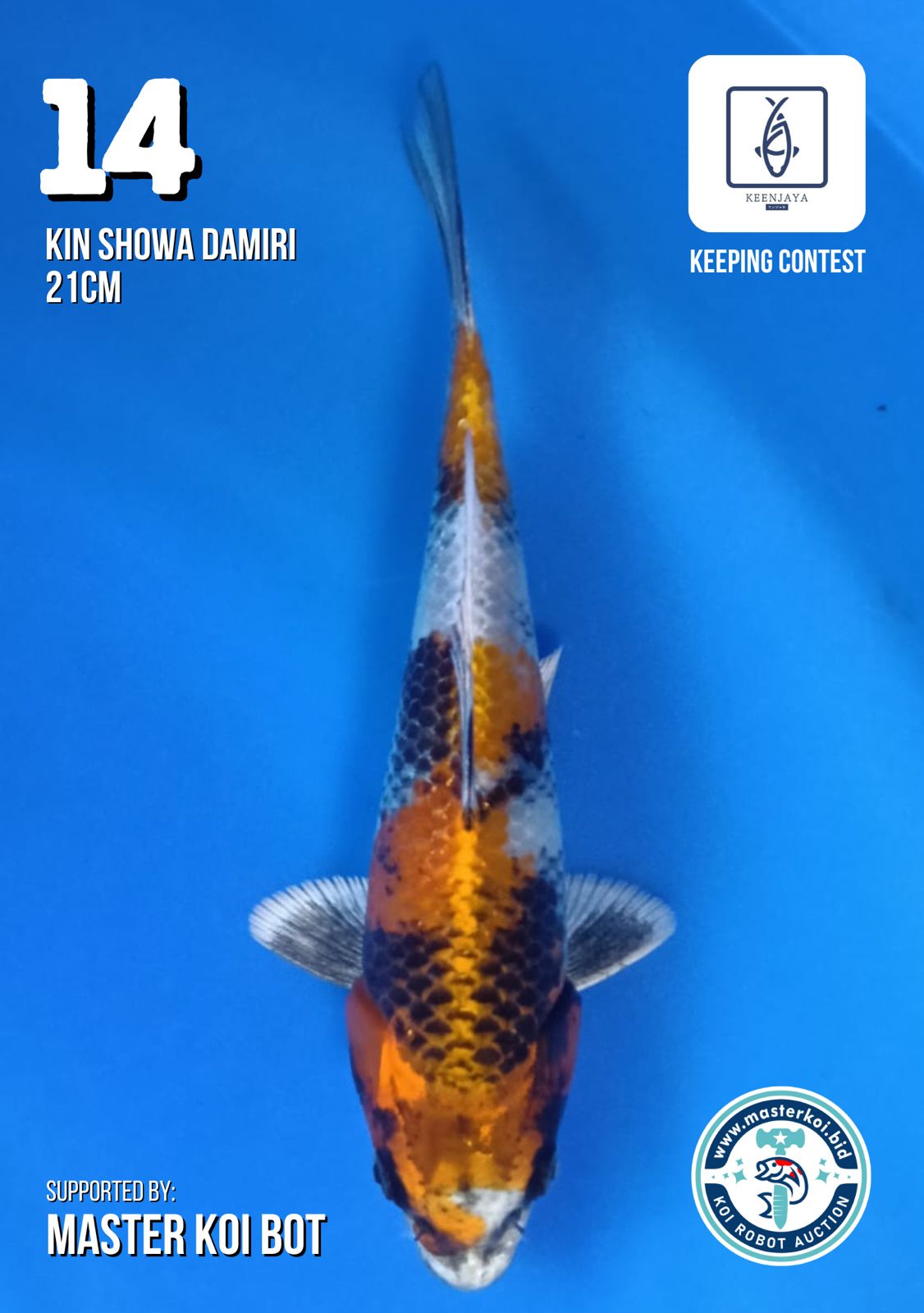 Lelang Koi Online, Jual Beli Ikan Koi, Pusat Jual Beli Koi, Info Lelang Koi Hari Ini, Platform Jual Beli Koi, Jual Beli Ikan Koi Online, Marketplace Ikan Koi, Jual Koi Terbaik, Tempat Beli Koi Berkualitas, Pasar Ikan Koi Online Terpercaya, Penjual Ikan Koi Terpercaya, Beli Koi Hias Online, Ikan Koi untuk Dijual, Koi Kualitas Terbaik, Toko Online Ikan Koi, Koi Hias Untuk Dijual, Jual Beli Ikan Koi Lokal, Koi Indonesia Online, Pusat Jual Beli Koi Terbesar