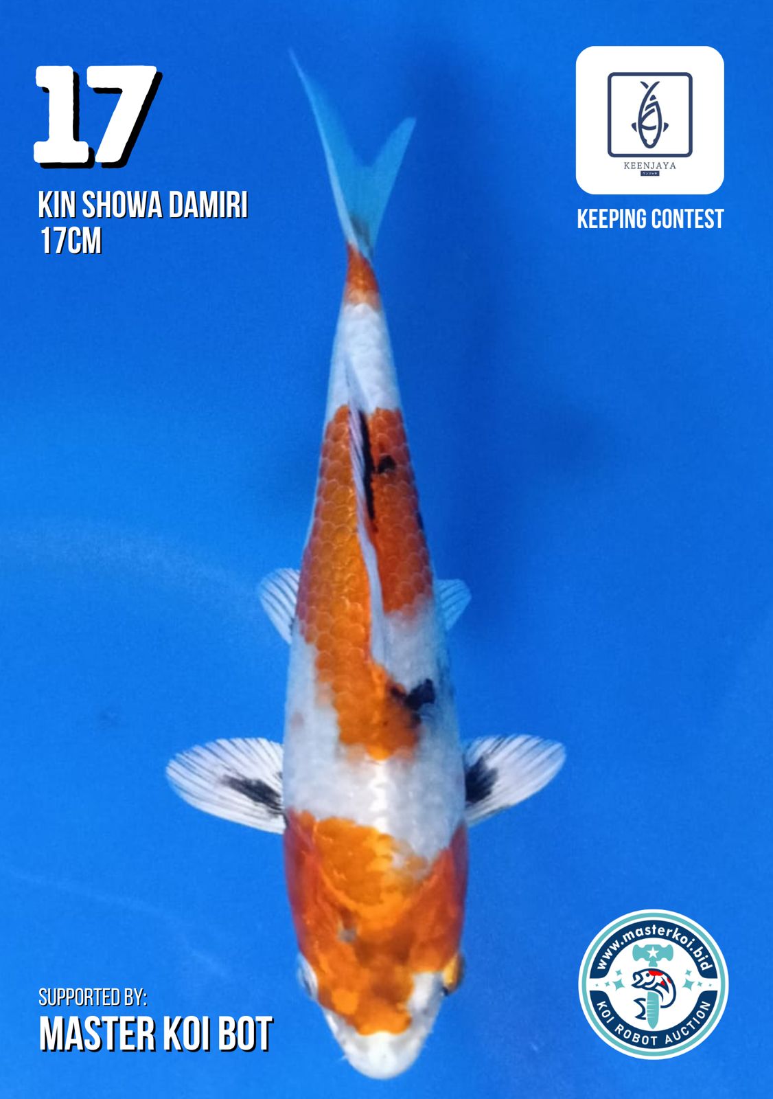Lelang Koi Online, Jual Beli Ikan Koi, Pusat Jual Beli Koi, Info Lelang Koi Hari Ini, Platform Jual Beli Koi, Jual Beli Ikan Koi Online, Marketplace Ikan Koi, Jual Koi Terbaik, Tempat Beli Koi Berkualitas, Pasar Ikan Koi Online Terpercaya, Penjual Ikan Koi Terpercaya, Beli Koi Hias Online, Ikan Koi untuk Dijual, Koi Kualitas Terbaik, Toko Online Ikan Koi, Koi Hias Untuk Dijual, Jual Beli Ikan Koi Lokal, Koi Indonesia Online, Pusat Jual Beli Koi Terbesar