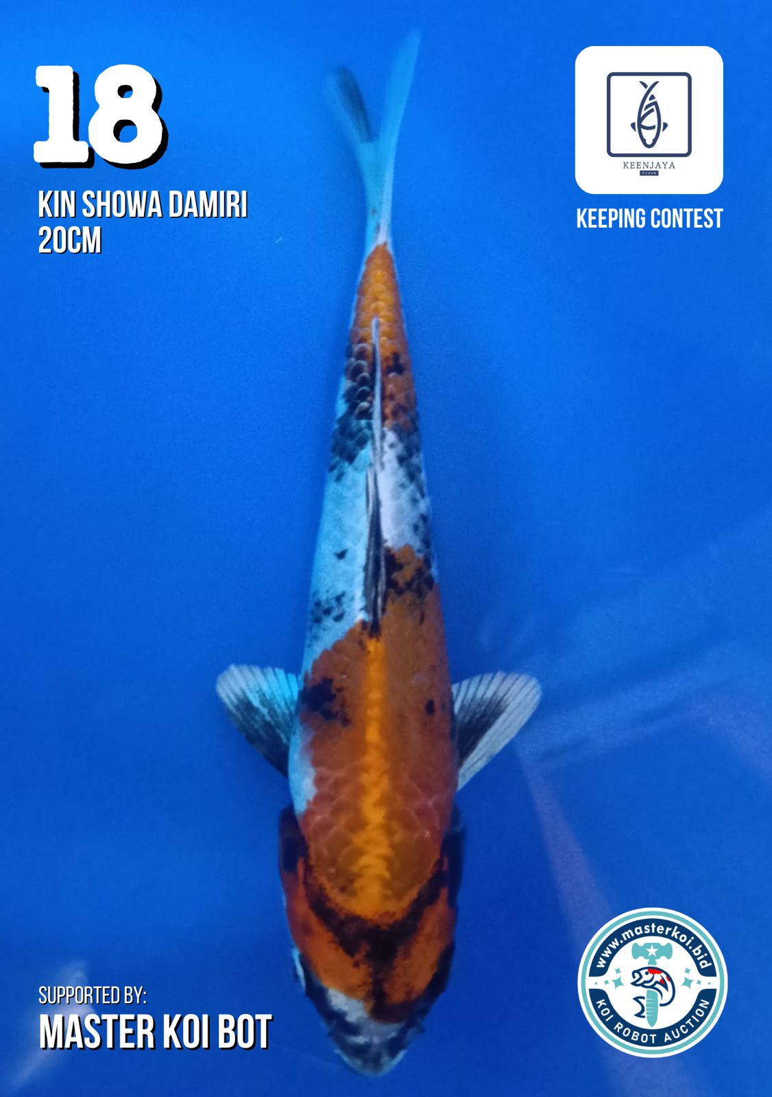 Lelang Koi Online, Jual Beli Ikan Koi, Pusat Jual Beli Koi, Info Lelang Koi Hari Ini, Platform Jual Beli Koi, Jual Beli Ikan Koi Online, Marketplace Ikan Koi, Jual Koi Terbaik, Tempat Beli Koi Berkualitas, Pasar Ikan Koi Online Terpercaya, Penjual Ikan Koi Terpercaya, Beli Koi Hias Online, Ikan Koi untuk Dijual, Koi Kualitas Terbaik, Toko Online Ikan Koi, Koi Hias Untuk Dijual, Jual Beli Ikan Koi Lokal, Koi Indonesia Online, Pusat Jual Beli Koi Terbesar