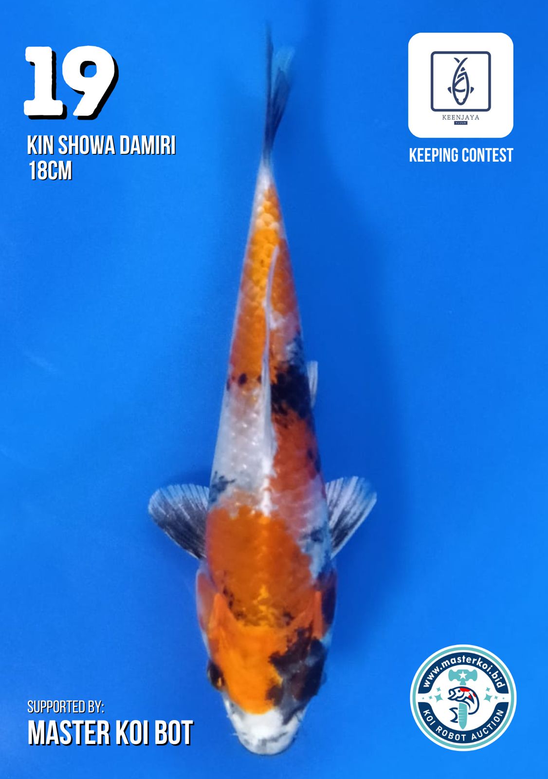 Lelang Koi Online, Jual Beli Ikan Koi, Pusat Jual Beli Koi, Info Lelang Koi Hari Ini, Platform Jual Beli Koi, Jual Beli Ikan Koi Online, Marketplace Ikan Koi, Jual Koi Terbaik, Tempat Beli Koi Berkualitas, Pasar Ikan Koi Online Terpercaya, Penjual Ikan Koi Terpercaya, Beli Koi Hias Online, Ikan Koi untuk Dijual, Koi Kualitas Terbaik, Toko Online Ikan Koi, Koi Hias Untuk Dijual, Jual Beli Ikan Koi Lokal, Koi Indonesia Online, Pusat Jual Beli Koi Terbesar