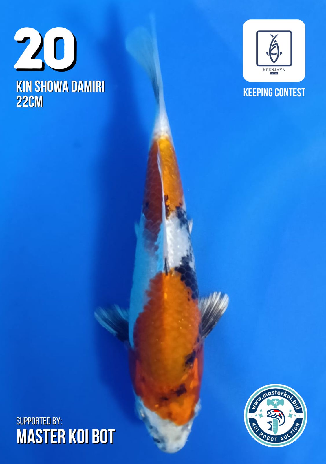 Lelang Koi Online, Jual Beli Ikan Koi, Pusat Jual Beli Koi, Info Lelang Koi Hari Ini, Platform Jual Beli Koi, Jual Beli Ikan Koi Online, Marketplace Ikan Koi, Jual Koi Terbaik, Tempat Beli Koi Berkualitas, Pasar Ikan Koi Online Terpercaya, Penjual Ikan Koi Terpercaya, Beli Koi Hias Online, Ikan Koi untuk Dijual, Koi Kualitas Terbaik, Toko Online Ikan Koi, Koi Hias Untuk Dijual, Jual Beli Ikan Koi Lokal, Koi Indonesia Online, Pusat Jual Beli Koi Terbesar