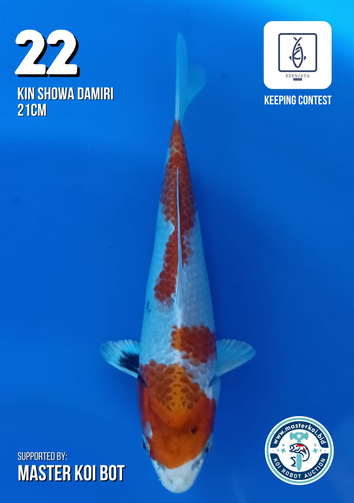 Lelang Koi Online, Jual Beli Ikan Koi, Pusat Jual Beli Koi, Info Lelang Koi Hari Ini, Platform Jual Beli Koi, Jual Beli Ikan Koi Online, Marketplace Ikan Koi, Jual Koi Terbaik, Tempat Beli Koi Berkualitas, Pasar Ikan Koi Online Terpercaya, Penjual Ikan Koi Terpercaya, Beli Koi Hias Online, Ikan Koi untuk Dijual, Koi Kualitas Terbaik, Toko Online Ikan Koi, Koi Hias Untuk Dijual, Jual Beli Ikan Koi Lokal, Koi Indonesia Online, Pusat Jual Beli Koi Terbesar