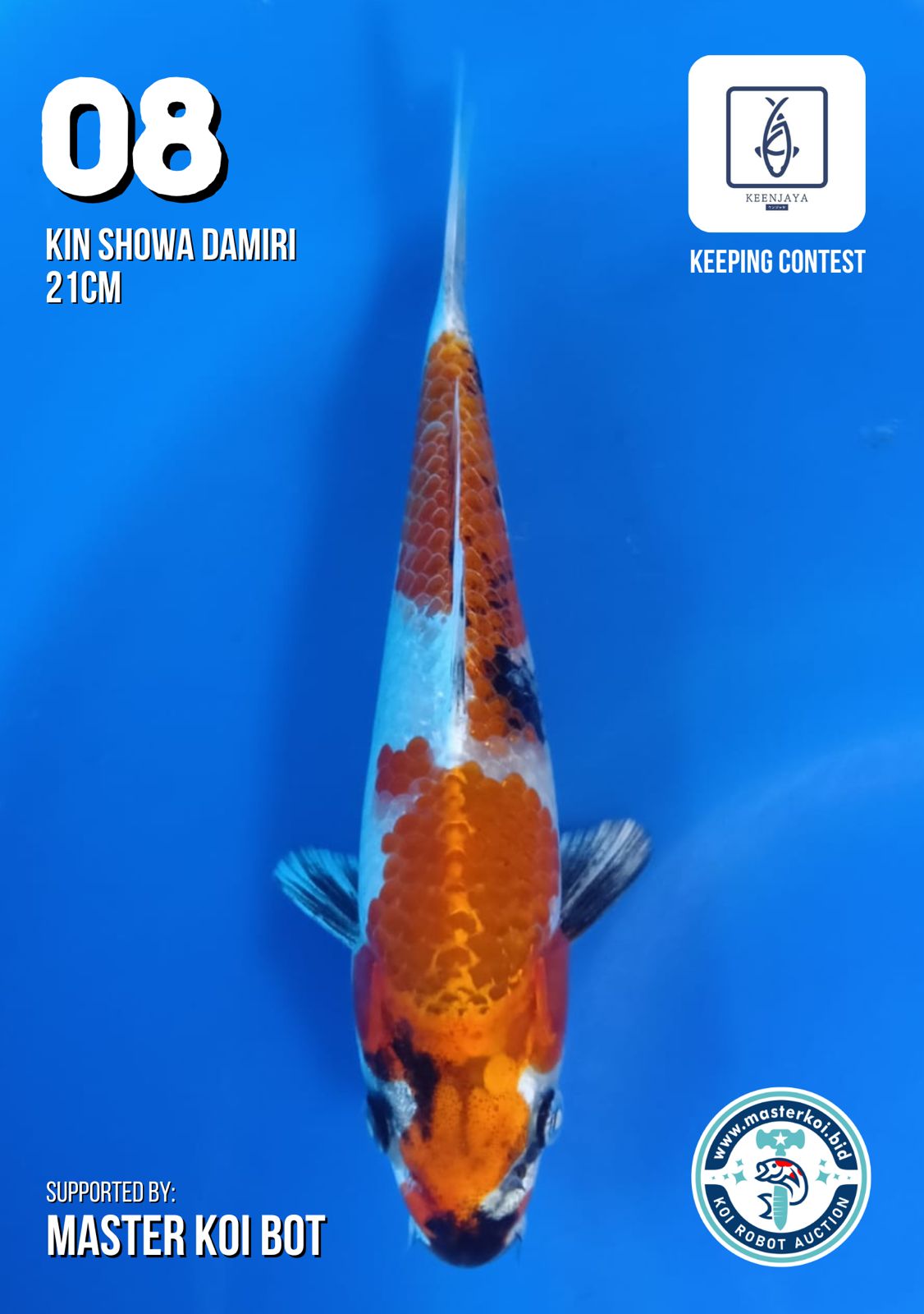 Lelang Koi Online, Jual Beli Ikan Koi, Pusat Jual Beli Koi, Info Lelang Koi Hari Ini, Platform Jual Beli Koi, Jual Beli Ikan Koi Online, Marketplace Ikan Koi, Jual Koi Terbaik, Tempat Beli Koi Berkualitas, Pasar Ikan Koi Online Terpercaya, Penjual Ikan Koi Terpercaya, Beli Koi Hias Online, Ikan Koi untuk Dijual, Koi Kualitas Terbaik, Toko Online Ikan Koi, Koi Hias Untuk Dijual, Jual Beli Ikan Koi Lokal, Koi Indonesia Online, Pusat Jual Beli Koi Terbesar