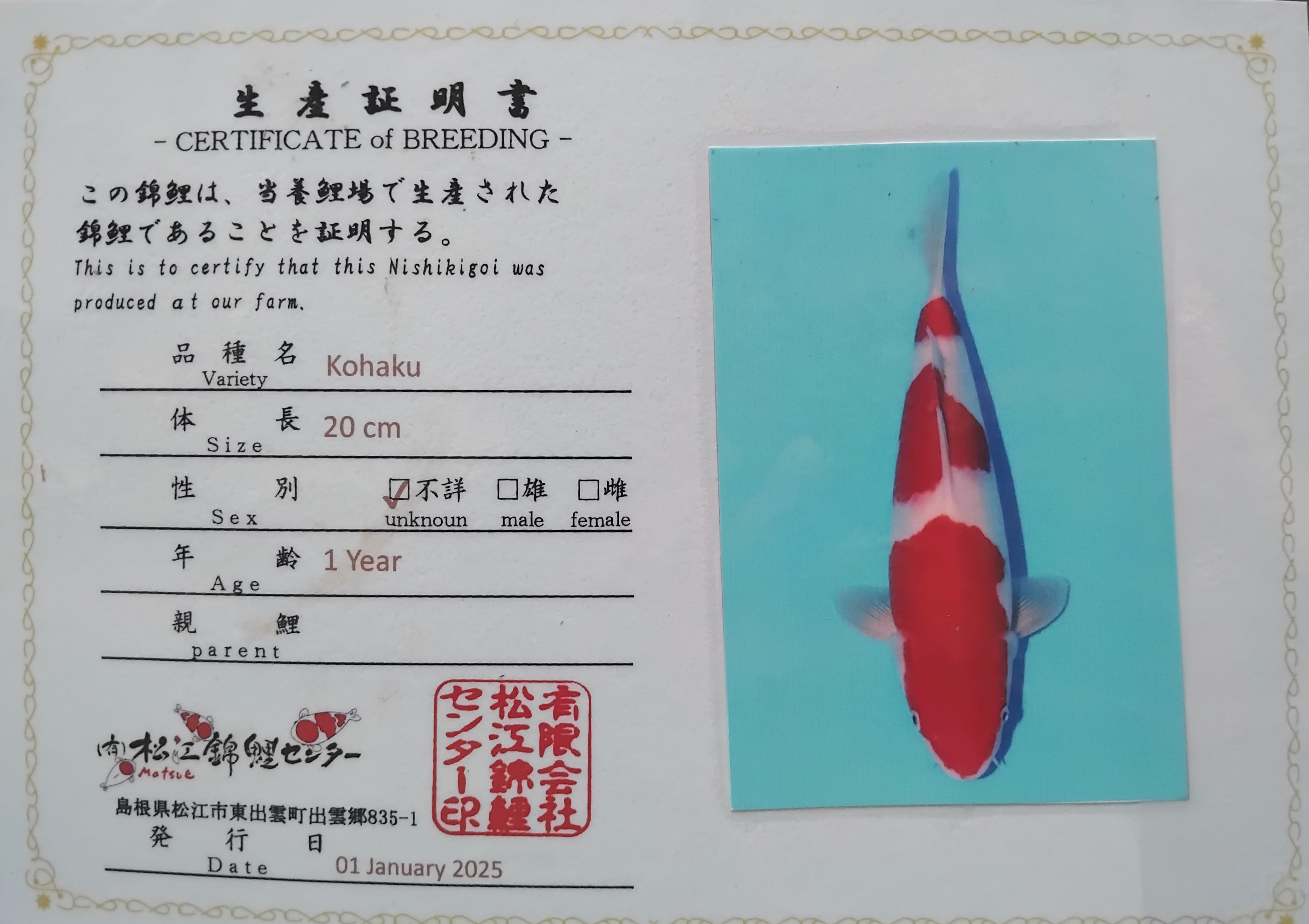 Lelang Koi Online, Jual Beli Ikan Koi, Pusat Jual Beli Koi, Info Lelang Koi Hari Ini, Platform Jual Beli Koi, Jual Beli Ikan Koi Online, Marketplace Ikan Koi, Jual Koi Terbaik, Tempat Beli Koi Berkualitas, Pasar Ikan Koi Online Terpercaya, Penjual Ikan Koi Terpercaya, Beli Koi Hias Online, Ikan Koi untuk Dijual, Koi Kualitas Terbaik, Toko Online Ikan Koi, Koi Hias Untuk Dijual, Jual Beli Ikan Koi Lokal, Koi Indonesia Online, Pusat Jual Beli Koi Terbesar