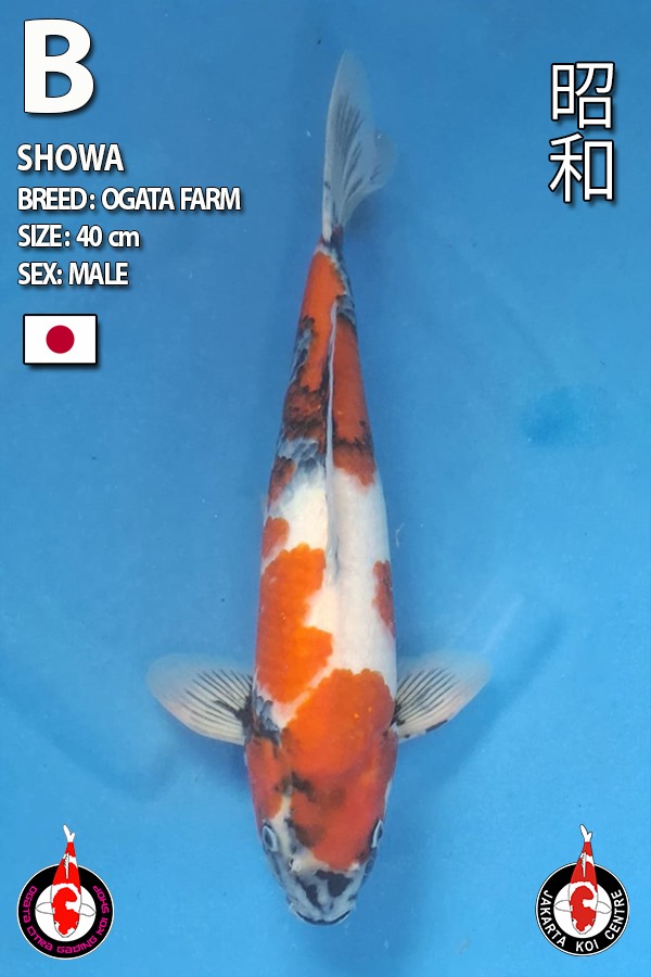 Lelang Koi Online, Jual Beli Ikan Koi, Pusat Jual Beli Koi, Info Lelang Koi Hari Ini, Platform Jual Beli Koi, Jual Beli Ikan Koi Online, Marketplace Ikan Koi, Jual Koi Terbaik, Tempat Beli Koi Berkualitas, Pasar Ikan Koi Online Terpercaya, Penjual Ikan Koi Terpercaya, Beli Koi Hias Online, Ikan Koi untuk Dijual, Koi Kualitas Terbaik, Toko Online Ikan Koi, Koi Hias Untuk Dijual, Jual Beli Ikan Koi Lokal, Koi Indonesia Online, Pusat Jual Beli Koi Terbesar