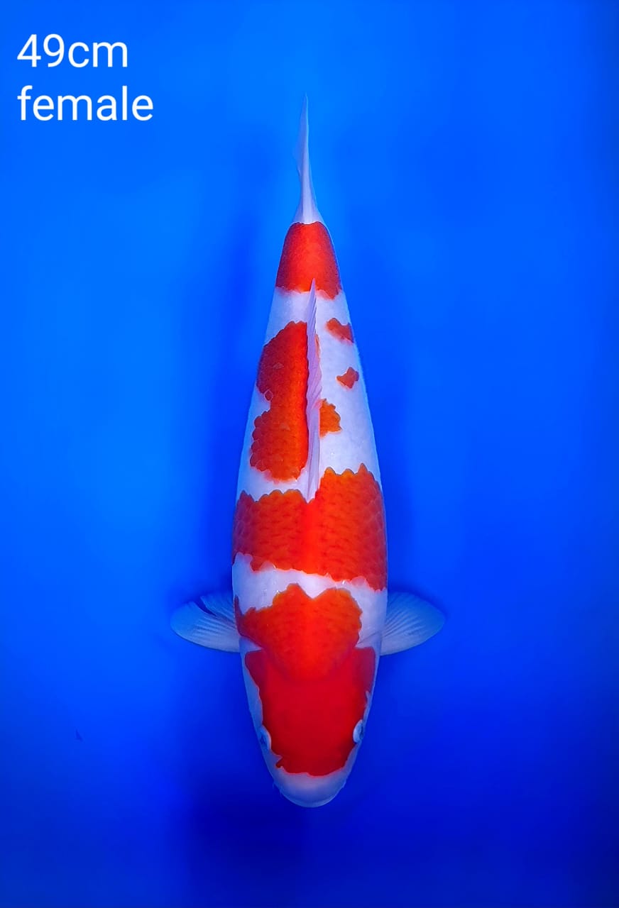 Lelang Koi Online, Jual Beli Ikan Koi, Pusat Jual Beli Koi, Info Lelang Koi Hari Ini, Platform Jual Beli Koi, Jual Beli Ikan Koi Online, Marketplace Ikan Koi, Jual Koi Terbaik, Tempat Beli Koi Berkualitas, Pasar Ikan Koi Online Terpercaya, Penjual Ikan Koi Terpercaya, Beli Koi Hias Online, Ikan Koi untuk Dijual, Koi Kualitas Terbaik, Toko Online Ikan Koi, Koi Hias Untuk Dijual, Jual Beli Ikan Koi Lokal, Koi Indonesia Online, Pusat Jual Beli Koi Terbesar