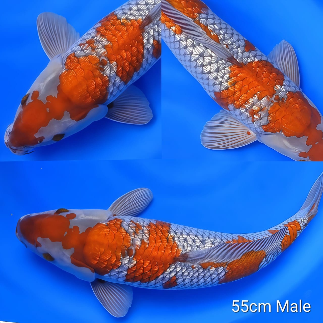 Lelang Koi Online, Jual Beli Ikan Koi, Pusat Jual Beli Koi, Info Lelang Koi Hari Ini, Platform Jual Beli Koi, Jual Beli Ikan Koi Online, Marketplace Ikan Koi, Jual Koi Terbaik, Tempat Beli Koi Berkualitas, Pasar Ikan Koi Online Terpercaya, Penjual Ikan Koi Terpercaya, Beli Koi Hias Online, Ikan Koi untuk Dijual, Koi Kualitas Terbaik, Toko Online Ikan Koi, Koi Hias Untuk Dijual, Jual Beli Ikan Koi Lokal, Koi Indonesia Online, Pusat Jual Beli Koi Terbesar
