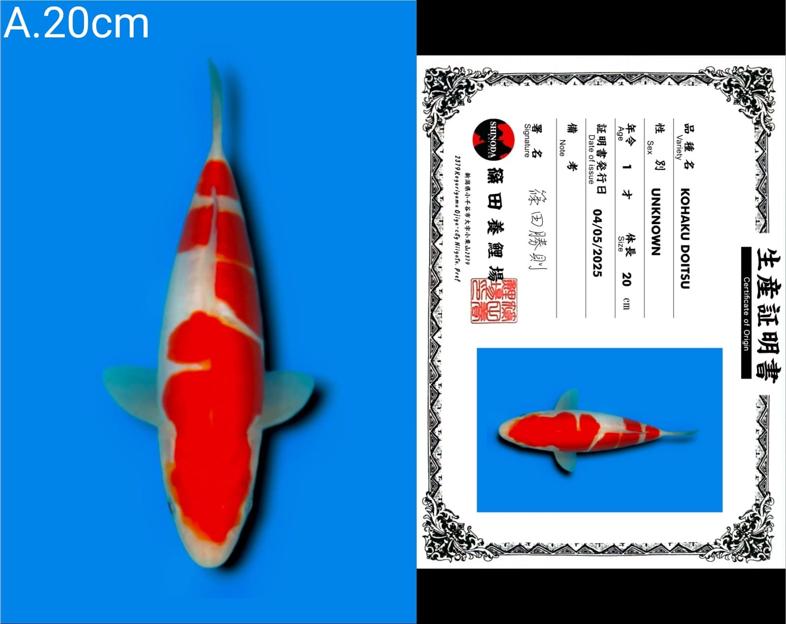 Lelang Koi Online, Jual Beli Ikan Koi, Pusat Jual Beli Koi, Info Lelang Koi Hari Ini, Platform Jual Beli Koi, Jual Beli Ikan Koi Online, Marketplace Ikan Koi, Jual Koi Terbaik, Tempat Beli Koi Berkualitas, Pasar Ikan Koi Online Terpercaya, Penjual Ikan Koi Terpercaya, Beli Koi Hias Online, Ikan Koi untuk Dijual, Koi Kualitas Terbaik, Toko Online Ikan Koi, Koi Hias Untuk Dijual, Jual Beli Ikan Koi Lokal, Koi Indonesia Online, Pusat Jual Beli Koi Terbesar