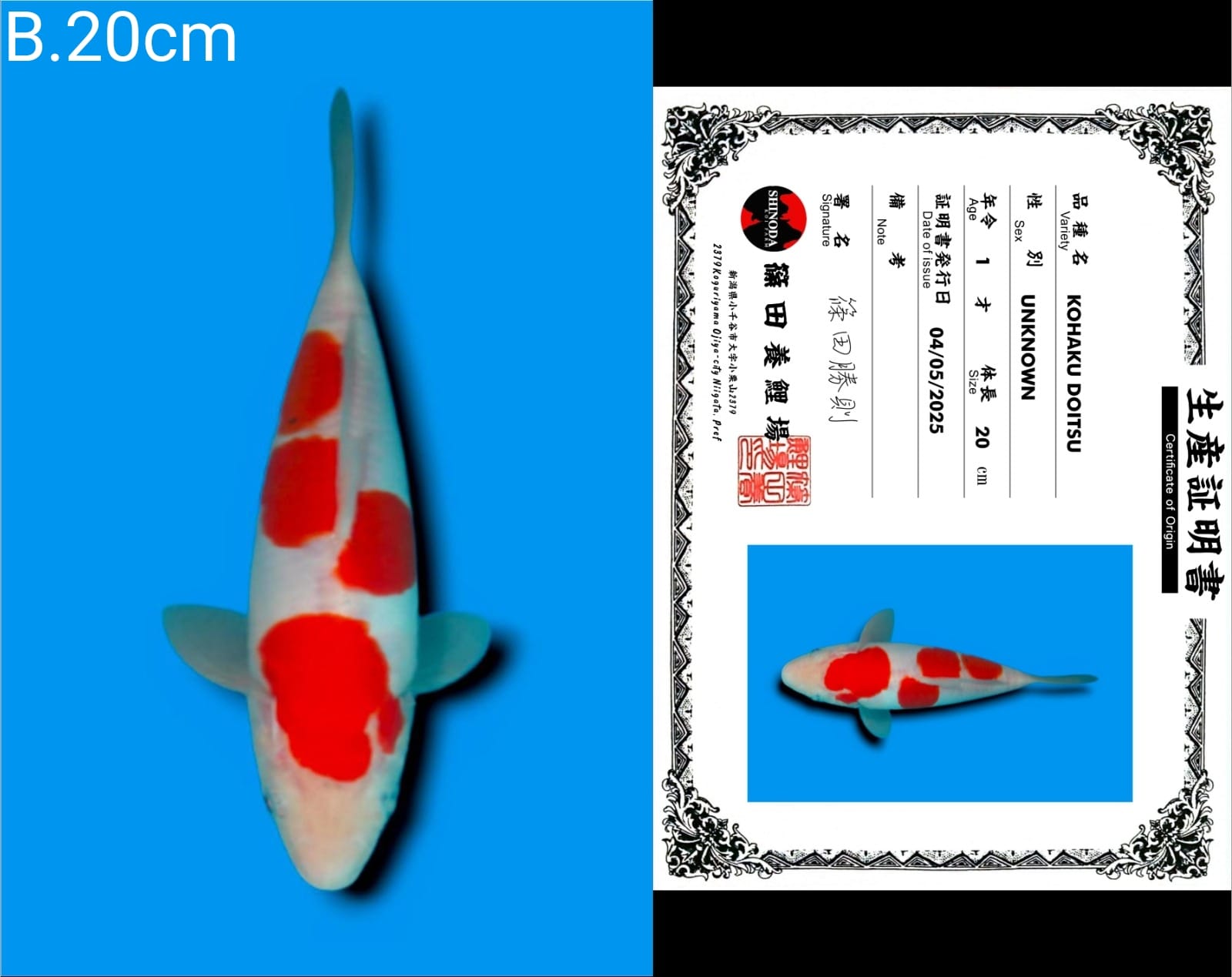 Lelang Koi Online, Jual Beli Ikan Koi, Pusat Jual Beli Koi, Info Lelang Koi Hari Ini, Platform Jual Beli Koi, Jual Beli Ikan Koi Online, Marketplace Ikan Koi, Jual Koi Terbaik, Tempat Beli Koi Berkualitas, Pasar Ikan Koi Online Terpercaya, Penjual Ikan Koi Terpercaya, Beli Koi Hias Online, Ikan Koi untuk Dijual, Koi Kualitas Terbaik, Toko Online Ikan Koi, Koi Hias Untuk Dijual, Jual Beli Ikan Koi Lokal, Koi Indonesia Online, Pusat Jual Beli Koi Terbesar