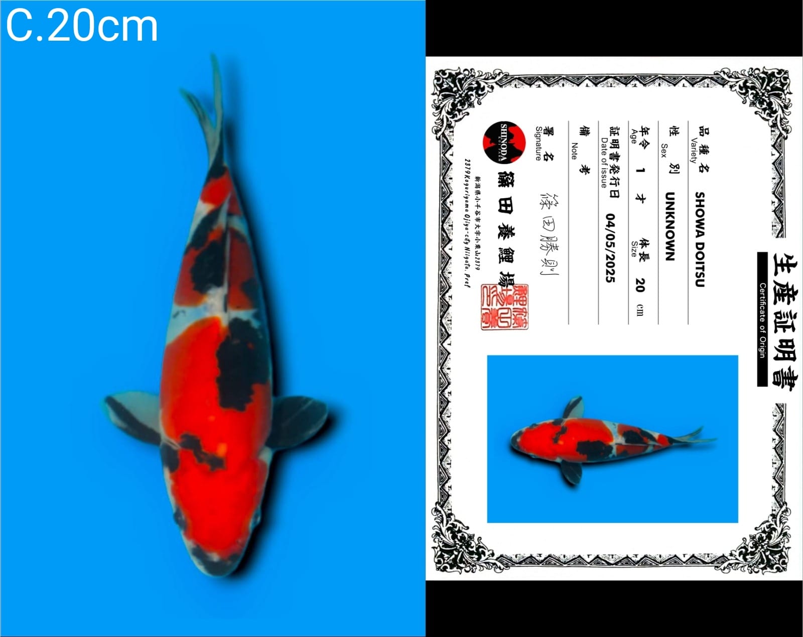 Lelang Koi Online, Jual Beli Ikan Koi, Pusat Jual Beli Koi, Info Lelang Koi Hari Ini, Platform Jual Beli Koi, Jual Beli Ikan Koi Online, Marketplace Ikan Koi, Jual Koi Terbaik, Tempat Beli Koi Berkualitas, Pasar Ikan Koi Online Terpercaya, Penjual Ikan Koi Terpercaya, Beli Koi Hias Online, Ikan Koi untuk Dijual, Koi Kualitas Terbaik, Toko Online Ikan Koi, Koi Hias Untuk Dijual, Jual Beli Ikan Koi Lokal, Koi Indonesia Online, Pusat Jual Beli Koi Terbesar
