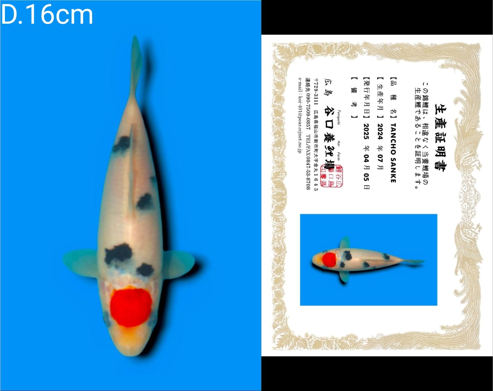 Lelang Koi Online, Jual Beli Ikan Koi, Pusat Jual Beli Koi, Info Lelang Koi Hari Ini, Platform Jual Beli Koi, Jual Beli Ikan Koi Online, Marketplace Ikan Koi, Jual Koi Terbaik, Tempat Beli Koi Berkualitas, Pasar Ikan Koi Online Terpercaya, Penjual Ikan Koi Terpercaya, Beli Koi Hias Online, Ikan Koi untuk Dijual, Koi Kualitas Terbaik, Toko Online Ikan Koi, Koi Hias Untuk Dijual, Jual Beli Ikan Koi Lokal, Koi Indonesia Online, Pusat Jual Beli Koi Terbesar
