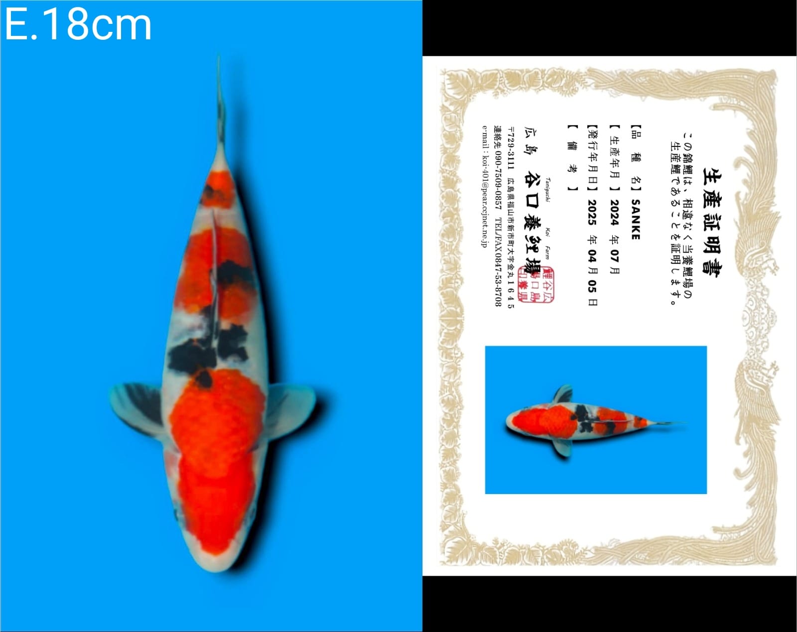 Lelang Koi Online, Jual Beli Ikan Koi, Pusat Jual Beli Koi, Info Lelang Koi Hari Ini, Platform Jual Beli Koi, Jual Beli Ikan Koi Online, Marketplace Ikan Koi, Jual Koi Terbaik, Tempat Beli Koi Berkualitas, Pasar Ikan Koi Online Terpercaya, Penjual Ikan Koi Terpercaya, Beli Koi Hias Online, Ikan Koi untuk Dijual, Koi Kualitas Terbaik, Toko Online Ikan Koi, Koi Hias Untuk Dijual, Jual Beli Ikan Koi Lokal, Koi Indonesia Online, Pusat Jual Beli Koi Terbesar