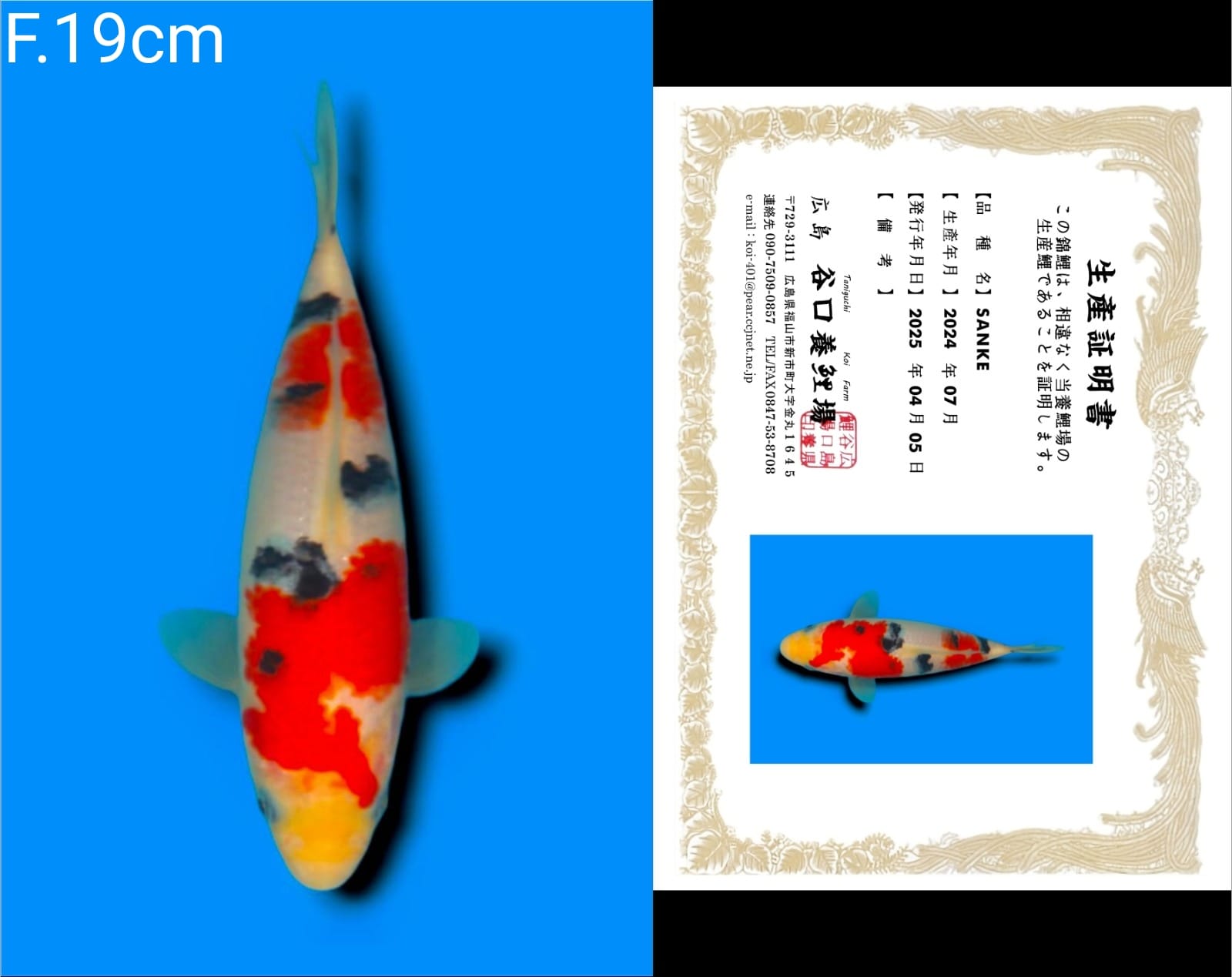 Lelang Koi Online, Jual Beli Ikan Koi, Pusat Jual Beli Koi, Info Lelang Koi Hari Ini, Platform Jual Beli Koi, Jual Beli Ikan Koi Online, Marketplace Ikan Koi, Jual Koi Terbaik, Tempat Beli Koi Berkualitas, Pasar Ikan Koi Online Terpercaya, Penjual Ikan Koi Terpercaya, Beli Koi Hias Online, Ikan Koi untuk Dijual, Koi Kualitas Terbaik, Toko Online Ikan Koi, Koi Hias Untuk Dijual, Jual Beli Ikan Koi Lokal, Koi Indonesia Online, Pusat Jual Beli Koi Terbesar
