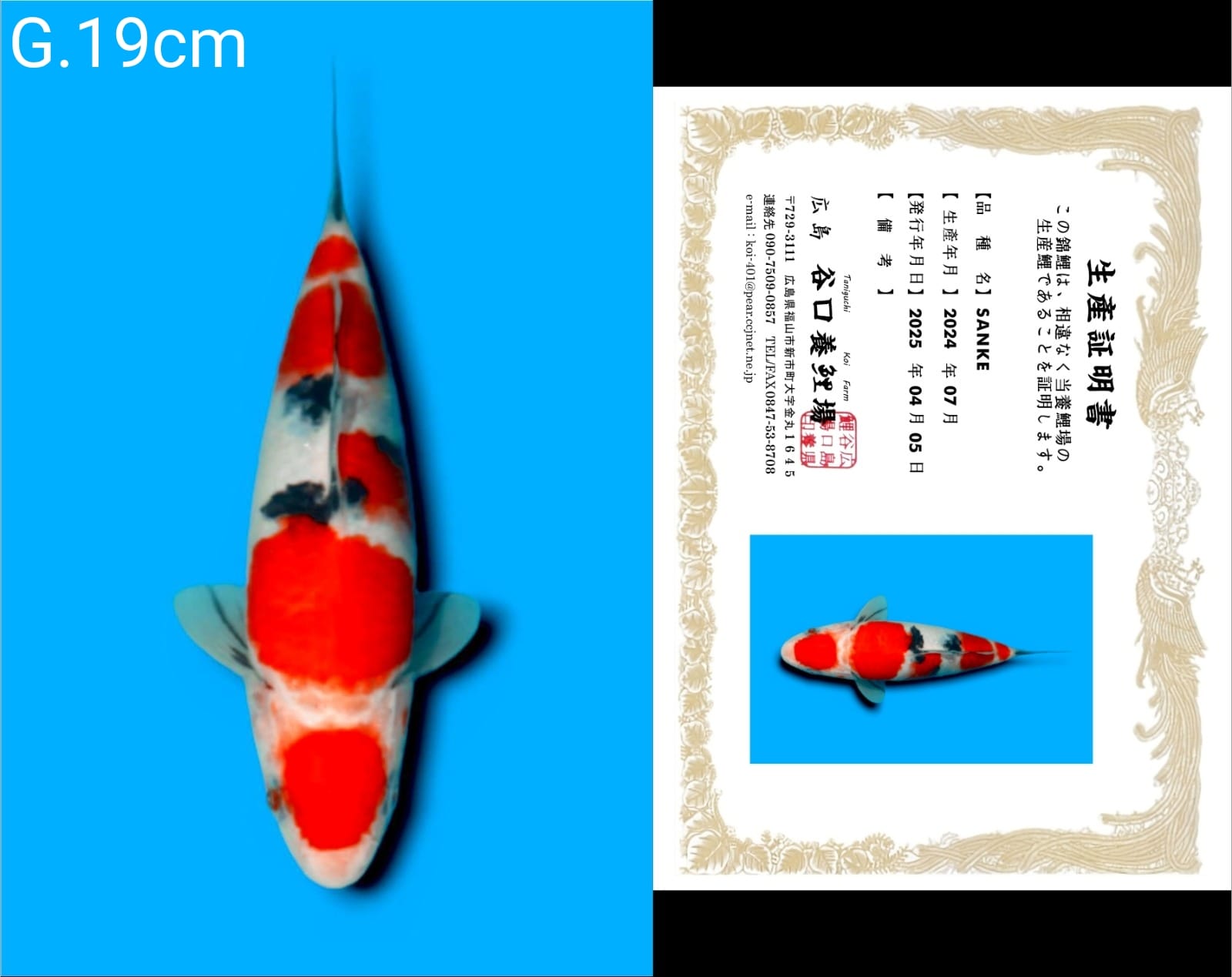 Lelang Koi Online, Jual Beli Ikan Koi, Pusat Jual Beli Koi, Info Lelang Koi Hari Ini, Platform Jual Beli Koi, Jual Beli Ikan Koi Online, Marketplace Ikan Koi, Jual Koi Terbaik, Tempat Beli Koi Berkualitas, Pasar Ikan Koi Online Terpercaya, Penjual Ikan Koi Terpercaya, Beli Koi Hias Online, Ikan Koi untuk Dijual, Koi Kualitas Terbaik, Toko Online Ikan Koi, Koi Hias Untuk Dijual, Jual Beli Ikan Koi Lokal, Koi Indonesia Online, Pusat Jual Beli Koi Terbesar