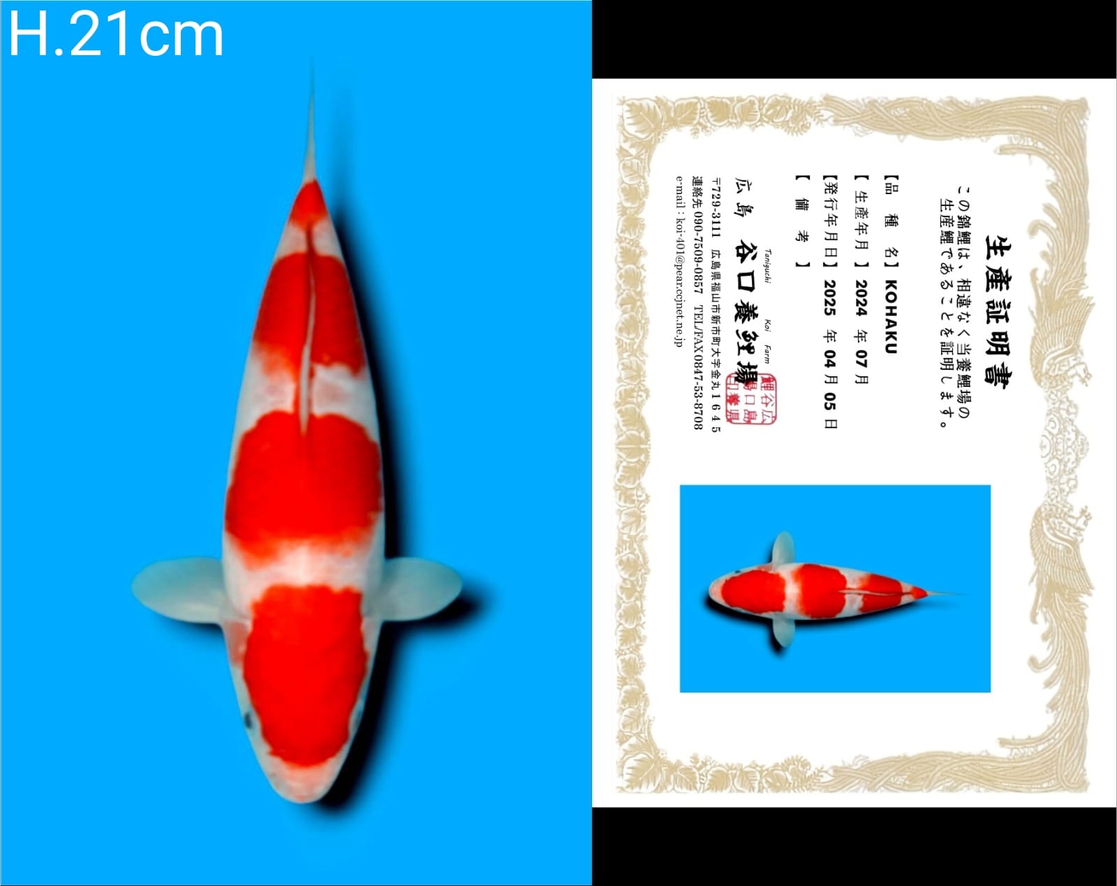 Lelang Koi Online, Jual Beli Ikan Koi, Pusat Jual Beli Koi, Info Lelang Koi Hari Ini, Platform Jual Beli Koi, Jual Beli Ikan Koi Online, Marketplace Ikan Koi, Jual Koi Terbaik, Tempat Beli Koi Berkualitas, Pasar Ikan Koi Online Terpercaya, Penjual Ikan Koi Terpercaya, Beli Koi Hias Online, Ikan Koi untuk Dijual, Koi Kualitas Terbaik, Toko Online Ikan Koi, Koi Hias Untuk Dijual, Jual Beli Ikan Koi Lokal, Koi Indonesia Online, Pusat Jual Beli Koi Terbesar