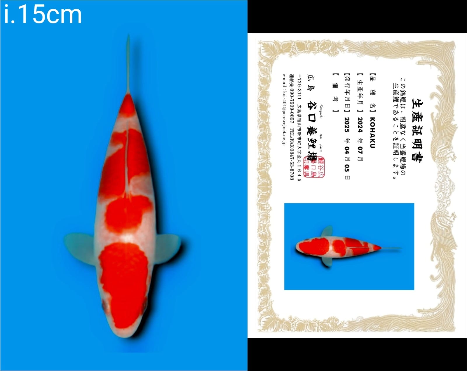 Lelang Koi Online, Jual Beli Ikan Koi, Pusat Jual Beli Koi, Info Lelang Koi Hari Ini, Platform Jual Beli Koi, Jual Beli Ikan Koi Online, Marketplace Ikan Koi, Jual Koi Terbaik, Tempat Beli Koi Berkualitas, Pasar Ikan Koi Online Terpercaya, Penjual Ikan Koi Terpercaya, Beli Koi Hias Online, Ikan Koi untuk Dijual, Koi Kualitas Terbaik, Toko Online Ikan Koi, Koi Hias Untuk Dijual, Jual Beli Ikan Koi Lokal, Koi Indonesia Online, Pusat Jual Beli Koi Terbesar