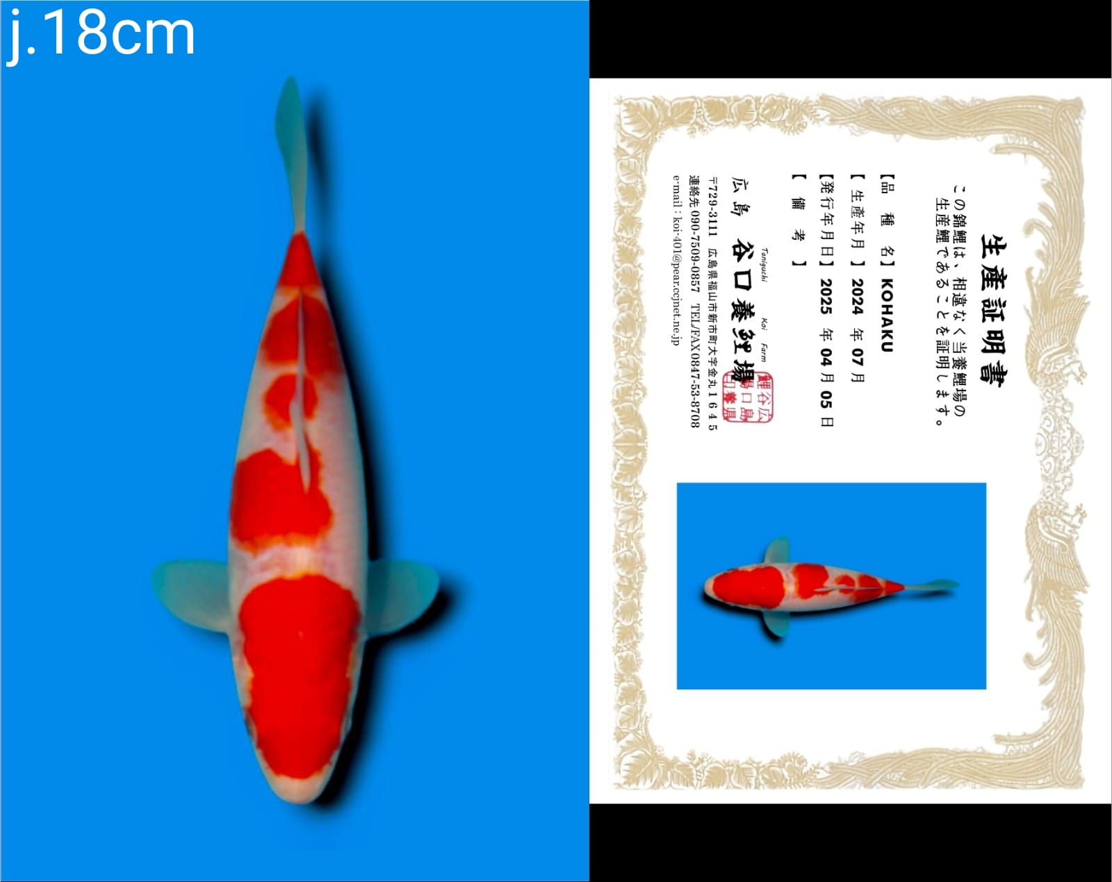 Lelang Koi Online, Jual Beli Ikan Koi, Pusat Jual Beli Koi, Info Lelang Koi Hari Ini, Platform Jual Beli Koi, Jual Beli Ikan Koi Online, Marketplace Ikan Koi, Jual Koi Terbaik, Tempat Beli Koi Berkualitas, Pasar Ikan Koi Online Terpercaya, Penjual Ikan Koi Terpercaya, Beli Koi Hias Online, Ikan Koi untuk Dijual, Koi Kualitas Terbaik, Toko Online Ikan Koi, Koi Hias Untuk Dijual, Jual Beli Ikan Koi Lokal, Koi Indonesia Online, Pusat Jual Beli Koi Terbesar