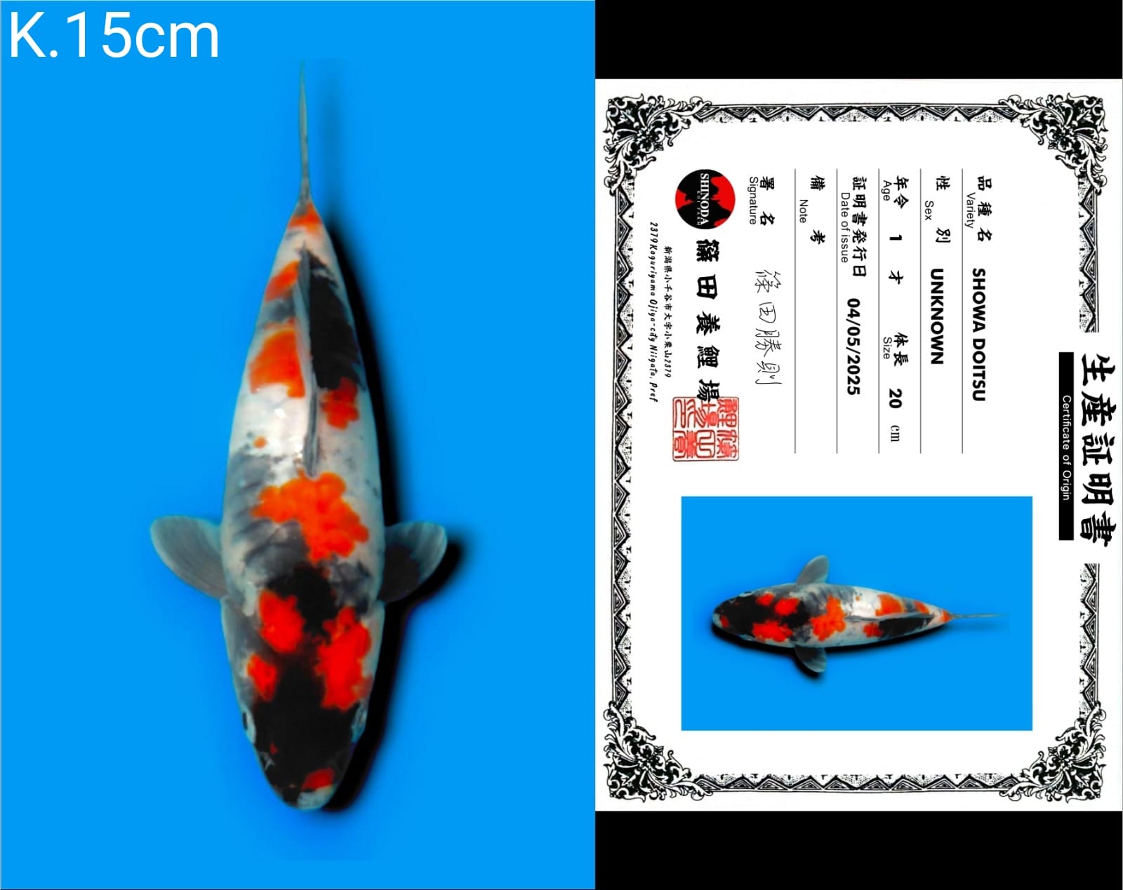 Lelang Koi Online, Jual Beli Ikan Koi, Pusat Jual Beli Koi, Info Lelang Koi Hari Ini, Platform Jual Beli Koi, Jual Beli Ikan Koi Online, Marketplace Ikan Koi, Jual Koi Terbaik, Tempat Beli Koi Berkualitas, Pasar Ikan Koi Online Terpercaya, Penjual Ikan Koi Terpercaya, Beli Koi Hias Online, Ikan Koi untuk Dijual, Koi Kualitas Terbaik, Toko Online Ikan Koi, Koi Hias Untuk Dijual, Jual Beli Ikan Koi Lokal, Koi Indonesia Online, Pusat Jual Beli Koi Terbesar
