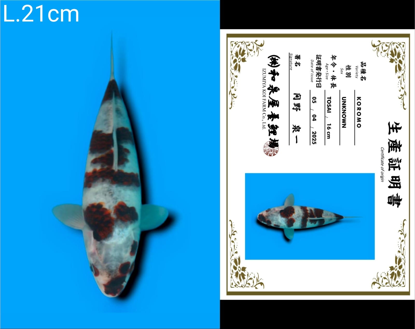 Lelang Koi Online, Jual Beli Ikan Koi, Pusat Jual Beli Koi, Info Lelang Koi Hari Ini, Platform Jual Beli Koi, Jual Beli Ikan Koi Online, Marketplace Ikan Koi, Jual Koi Terbaik, Tempat Beli Koi Berkualitas, Pasar Ikan Koi Online Terpercaya, Penjual Ikan Koi Terpercaya, Beli Koi Hias Online, Ikan Koi untuk Dijual, Koi Kualitas Terbaik, Toko Online Ikan Koi, Koi Hias Untuk Dijual, Jual Beli Ikan Koi Lokal, Koi Indonesia Online, Pusat Jual Beli Koi Terbesar