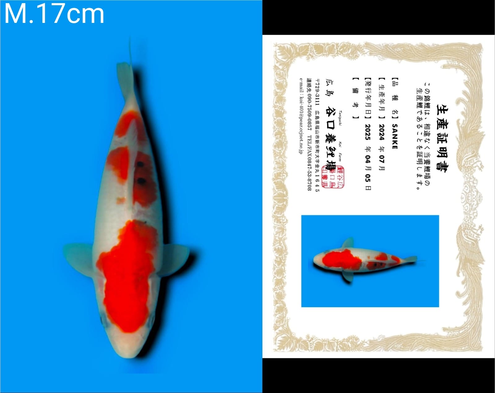 Lelang Koi Online, Jual Beli Ikan Koi, Pusat Jual Beli Koi, Info Lelang Koi Hari Ini, Platform Jual Beli Koi, Jual Beli Ikan Koi Online, Marketplace Ikan Koi, Jual Koi Terbaik, Tempat Beli Koi Berkualitas, Pasar Ikan Koi Online Terpercaya, Penjual Ikan Koi Terpercaya, Beli Koi Hias Online, Ikan Koi untuk Dijual, Koi Kualitas Terbaik, Toko Online Ikan Koi, Koi Hias Untuk Dijual, Jual Beli Ikan Koi Lokal, Koi Indonesia Online, Pusat Jual Beli Koi Terbesar