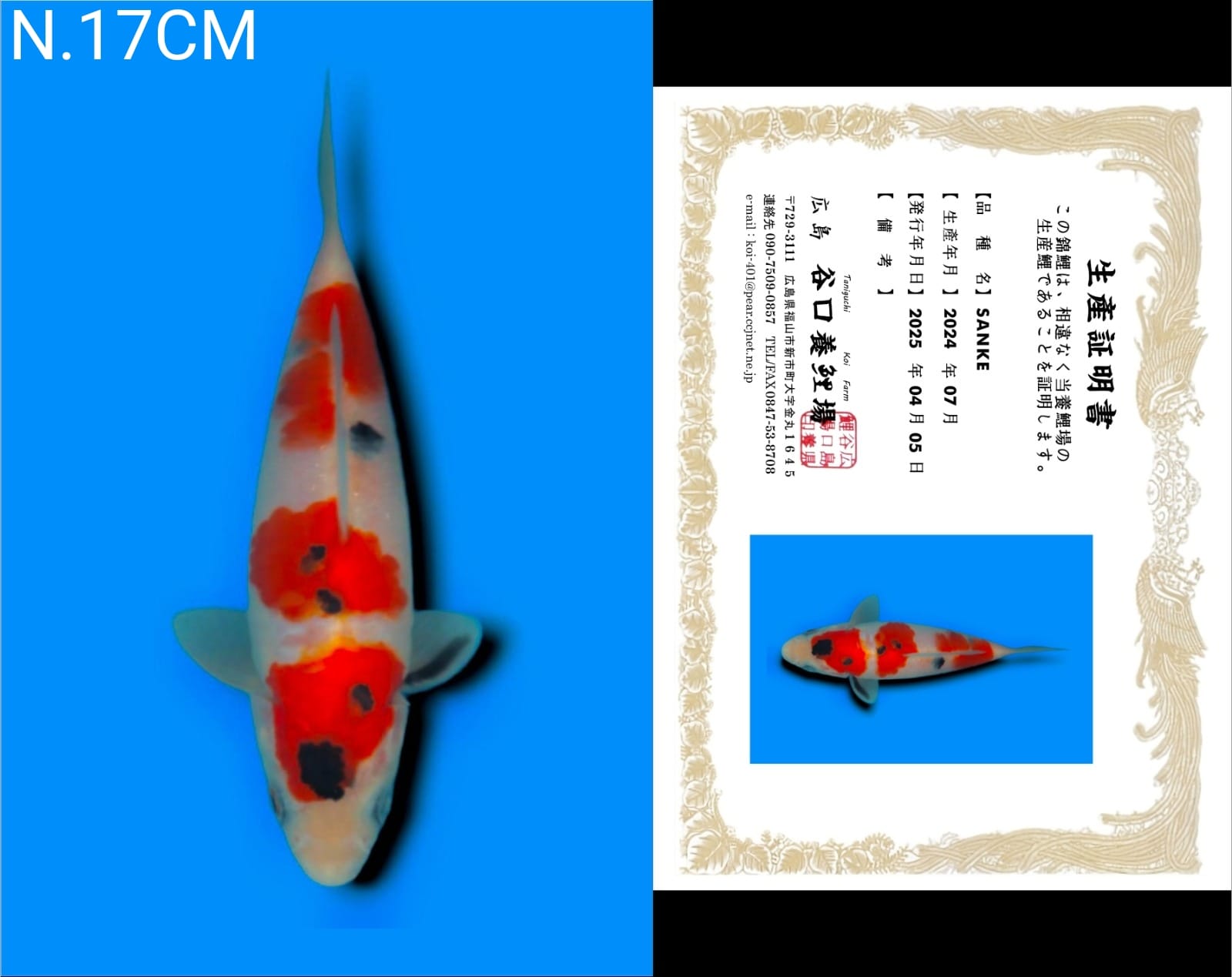 Lelang Koi Online, Jual Beli Ikan Koi, Pusat Jual Beli Koi, Info Lelang Koi Hari Ini, Platform Jual Beli Koi, Jual Beli Ikan Koi Online, Marketplace Ikan Koi, Jual Koi Terbaik, Tempat Beli Koi Berkualitas, Pasar Ikan Koi Online Terpercaya, Penjual Ikan Koi Terpercaya, Beli Koi Hias Online, Ikan Koi untuk Dijual, Koi Kualitas Terbaik, Toko Online Ikan Koi, Koi Hias Untuk Dijual, Jual Beli Ikan Koi Lokal, Koi Indonesia Online, Pusat Jual Beli Koi Terbesar
