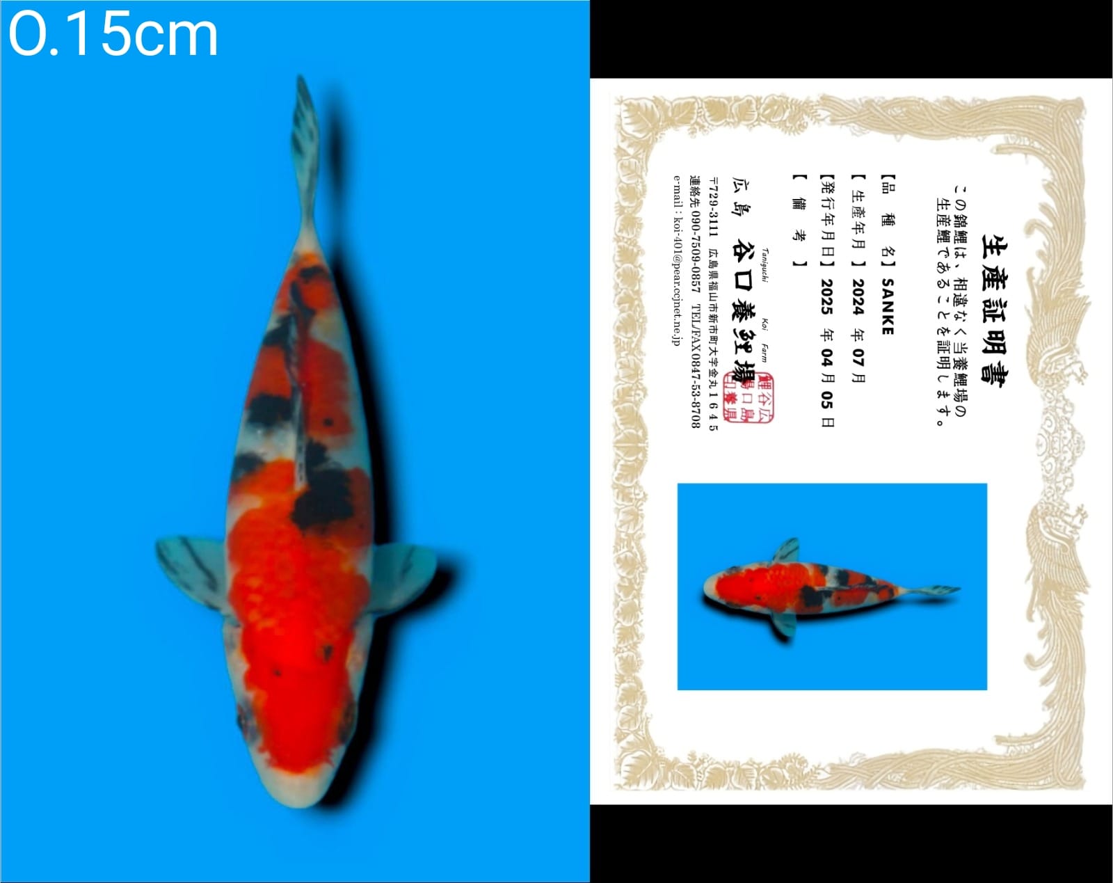 Lelang Koi Online, Jual Beli Ikan Koi, Pusat Jual Beli Koi, Info Lelang Koi Hari Ini, Platform Jual Beli Koi, Jual Beli Ikan Koi Online, Marketplace Ikan Koi, Jual Koi Terbaik, Tempat Beli Koi Berkualitas, Pasar Ikan Koi Online Terpercaya, Penjual Ikan Koi Terpercaya, Beli Koi Hias Online, Ikan Koi untuk Dijual, Koi Kualitas Terbaik, Toko Online Ikan Koi, Koi Hias Untuk Dijual, Jual Beli Ikan Koi Lokal, Koi Indonesia Online, Pusat Jual Beli Koi Terbesar