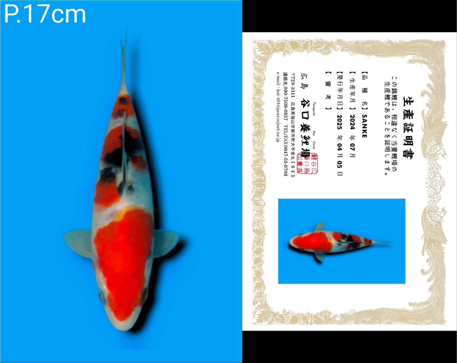 Lelang Koi Online, Jual Beli Ikan Koi, Pusat Jual Beli Koi, Info Lelang Koi Hari Ini, Platform Jual Beli Koi, Jual Beli Ikan Koi Online, Marketplace Ikan Koi, Jual Koi Terbaik, Tempat Beli Koi Berkualitas, Pasar Ikan Koi Online Terpercaya, Penjual Ikan Koi Terpercaya, Beli Koi Hias Online, Ikan Koi untuk Dijual, Koi Kualitas Terbaik, Toko Online Ikan Koi, Koi Hias Untuk Dijual, Jual Beli Ikan Koi Lokal, Koi Indonesia Online, Pusat Jual Beli Koi Terbesar