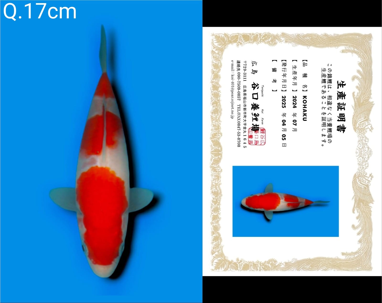 Lelang Koi Online, Jual Beli Ikan Koi, Pusat Jual Beli Koi, Info Lelang Koi Hari Ini, Platform Jual Beli Koi, Jual Beli Ikan Koi Online, Marketplace Ikan Koi, Jual Koi Terbaik, Tempat Beli Koi Berkualitas, Pasar Ikan Koi Online Terpercaya, Penjual Ikan Koi Terpercaya, Beli Koi Hias Online, Ikan Koi untuk Dijual, Koi Kualitas Terbaik, Toko Online Ikan Koi, Koi Hias Untuk Dijual, Jual Beli Ikan Koi Lokal, Koi Indonesia Online, Pusat Jual Beli Koi Terbesar