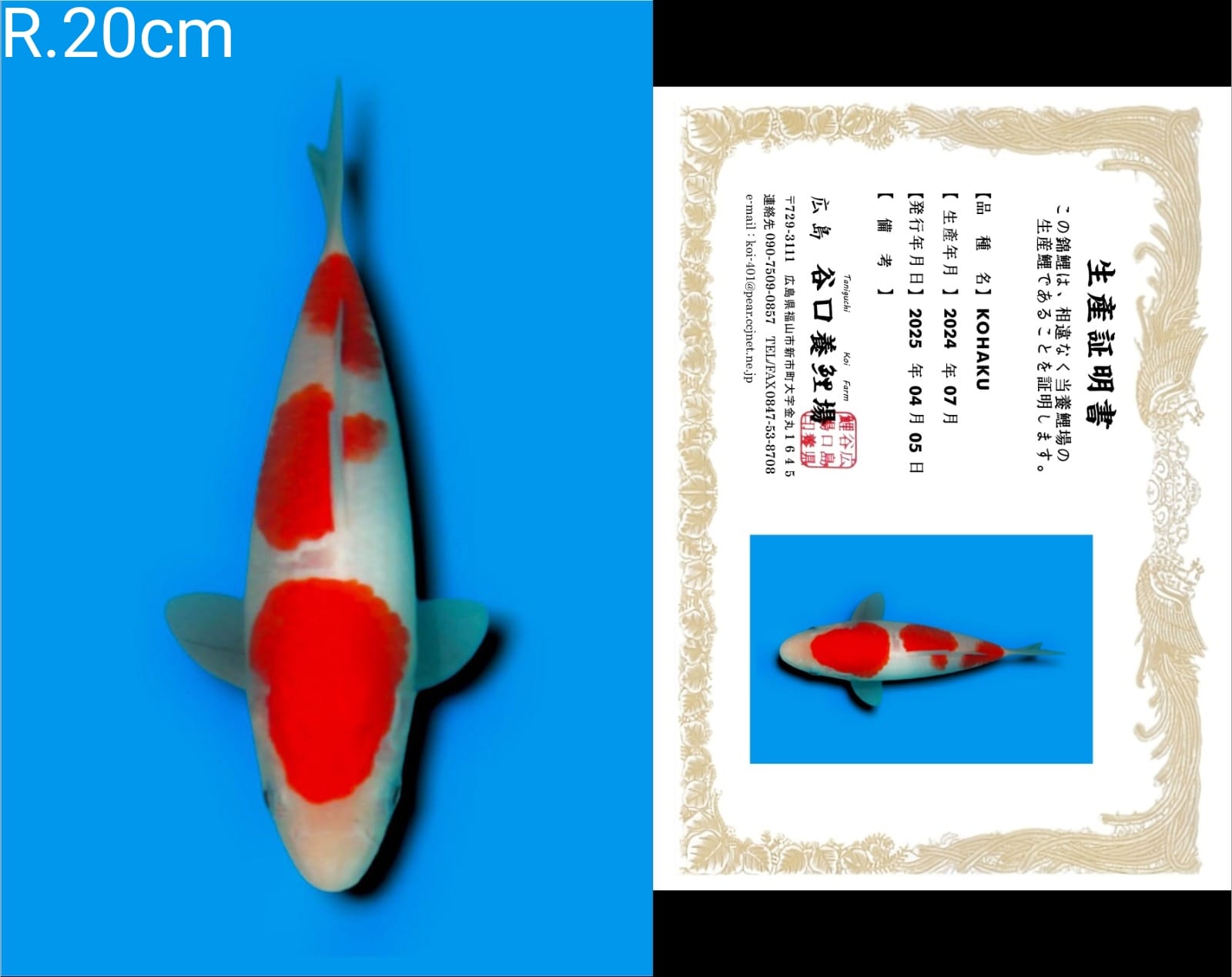 Lelang Koi Online, Jual Beli Ikan Koi, Pusat Jual Beli Koi, Info Lelang Koi Hari Ini, Platform Jual Beli Koi, Jual Beli Ikan Koi Online, Marketplace Ikan Koi, Jual Koi Terbaik, Tempat Beli Koi Berkualitas, Pasar Ikan Koi Online Terpercaya, Penjual Ikan Koi Terpercaya, Beli Koi Hias Online, Ikan Koi untuk Dijual, Koi Kualitas Terbaik, Toko Online Ikan Koi, Koi Hias Untuk Dijual, Jual Beli Ikan Koi Lokal, Koi Indonesia Online, Pusat Jual Beli Koi Terbesar