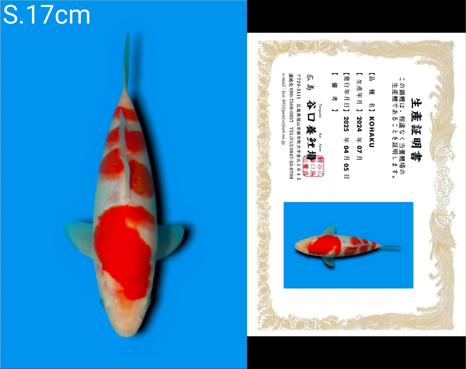Lelang Koi Online, Jual Beli Ikan Koi, Pusat Jual Beli Koi, Info Lelang Koi Hari Ini, Platform Jual Beli Koi, Jual Beli Ikan Koi Online, Marketplace Ikan Koi, Jual Koi Terbaik, Tempat Beli Koi Berkualitas, Pasar Ikan Koi Online Terpercaya, Penjual Ikan Koi Terpercaya, Beli Koi Hias Online, Ikan Koi untuk Dijual, Koi Kualitas Terbaik, Toko Online Ikan Koi, Koi Hias Untuk Dijual, Jual Beli Ikan Koi Lokal, Koi Indonesia Online, Pusat Jual Beli Koi Terbesar
