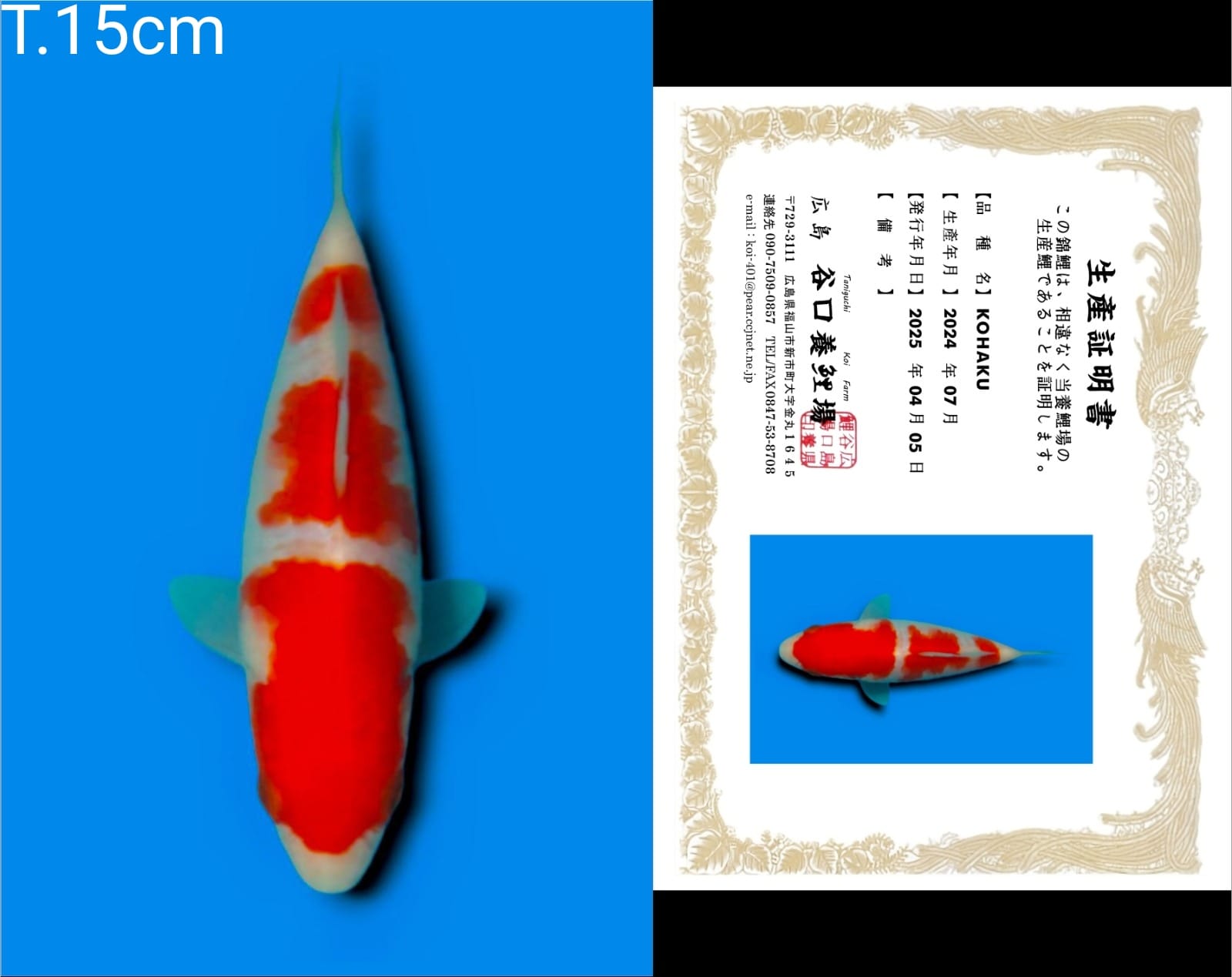 Lelang Koi Online, Jual Beli Ikan Koi, Pusat Jual Beli Koi, Info Lelang Koi Hari Ini, Platform Jual Beli Koi, Jual Beli Ikan Koi Online, Marketplace Ikan Koi, Jual Koi Terbaik, Tempat Beli Koi Berkualitas, Pasar Ikan Koi Online Terpercaya, Penjual Ikan Koi Terpercaya, Beli Koi Hias Online, Ikan Koi untuk Dijual, Koi Kualitas Terbaik, Toko Online Ikan Koi, Koi Hias Untuk Dijual, Jual Beli Ikan Koi Lokal, Koi Indonesia Online, Pusat Jual Beli Koi Terbesar