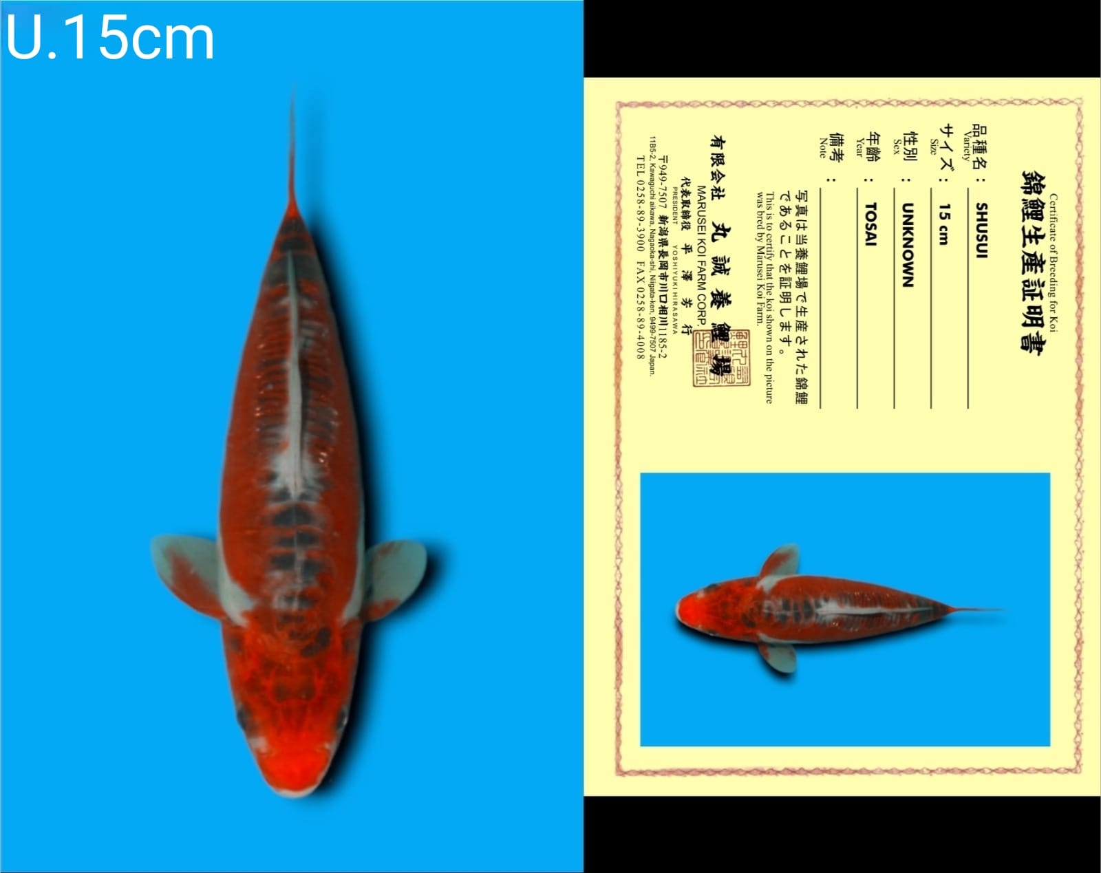 Lelang Koi Online, Jual Beli Ikan Koi, Pusat Jual Beli Koi, Info Lelang Koi Hari Ini, Platform Jual Beli Koi, Jual Beli Ikan Koi Online, Marketplace Ikan Koi, Jual Koi Terbaik, Tempat Beli Koi Berkualitas, Pasar Ikan Koi Online Terpercaya, Penjual Ikan Koi Terpercaya, Beli Koi Hias Online, Ikan Koi untuk Dijual, Koi Kualitas Terbaik, Toko Online Ikan Koi, Koi Hias Untuk Dijual, Jual Beli Ikan Koi Lokal, Koi Indonesia Online, Pusat Jual Beli Koi Terbesar