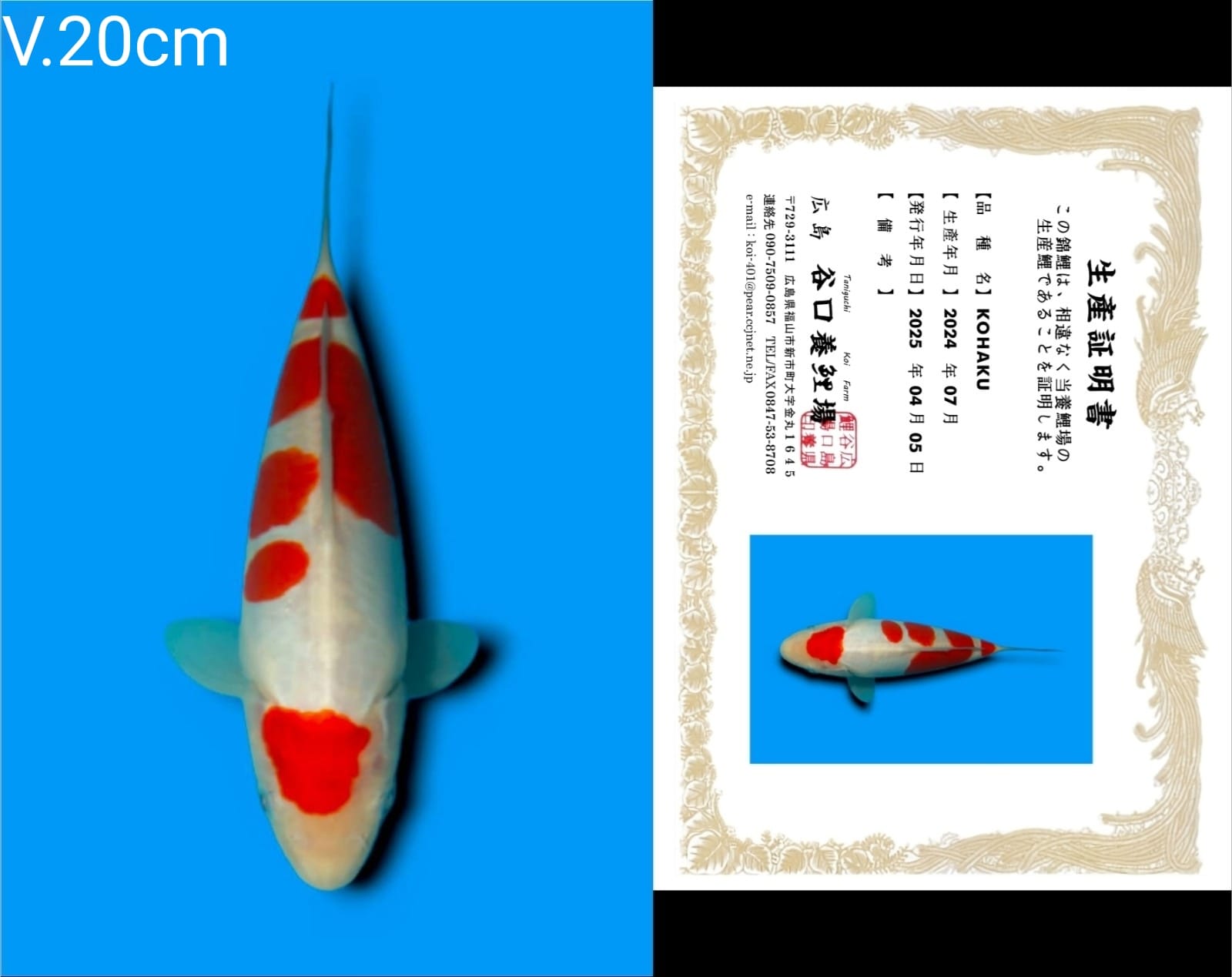 Lelang Koi Online, Jual Beli Ikan Koi, Pusat Jual Beli Koi, Info Lelang Koi Hari Ini, Platform Jual Beli Koi, Jual Beli Ikan Koi Online, Marketplace Ikan Koi, Jual Koi Terbaik, Tempat Beli Koi Berkualitas, Pasar Ikan Koi Online Terpercaya, Penjual Ikan Koi Terpercaya, Beli Koi Hias Online, Ikan Koi untuk Dijual, Koi Kualitas Terbaik, Toko Online Ikan Koi, Koi Hias Untuk Dijual, Jual Beli Ikan Koi Lokal, Koi Indonesia Online, Pusat Jual Beli Koi Terbesar