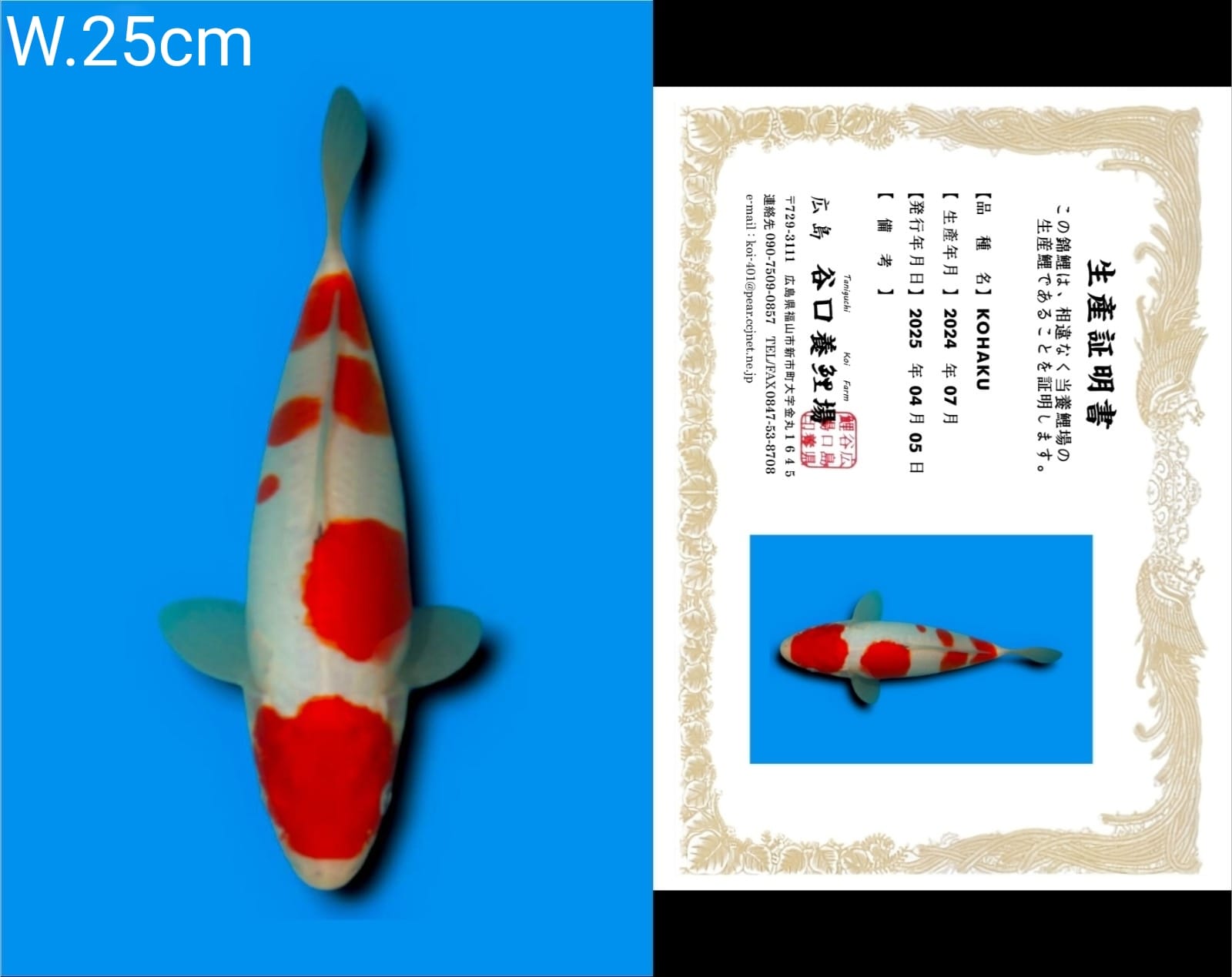 Lelang Koi Online, Jual Beli Ikan Koi, Pusat Jual Beli Koi, Info Lelang Koi Hari Ini, Platform Jual Beli Koi, Jual Beli Ikan Koi Online, Marketplace Ikan Koi, Jual Koi Terbaik, Tempat Beli Koi Berkualitas, Pasar Ikan Koi Online Terpercaya, Penjual Ikan Koi Terpercaya, Beli Koi Hias Online, Ikan Koi untuk Dijual, Koi Kualitas Terbaik, Toko Online Ikan Koi, Koi Hias Untuk Dijual, Jual Beli Ikan Koi Lokal, Koi Indonesia Online, Pusat Jual Beli Koi Terbesar