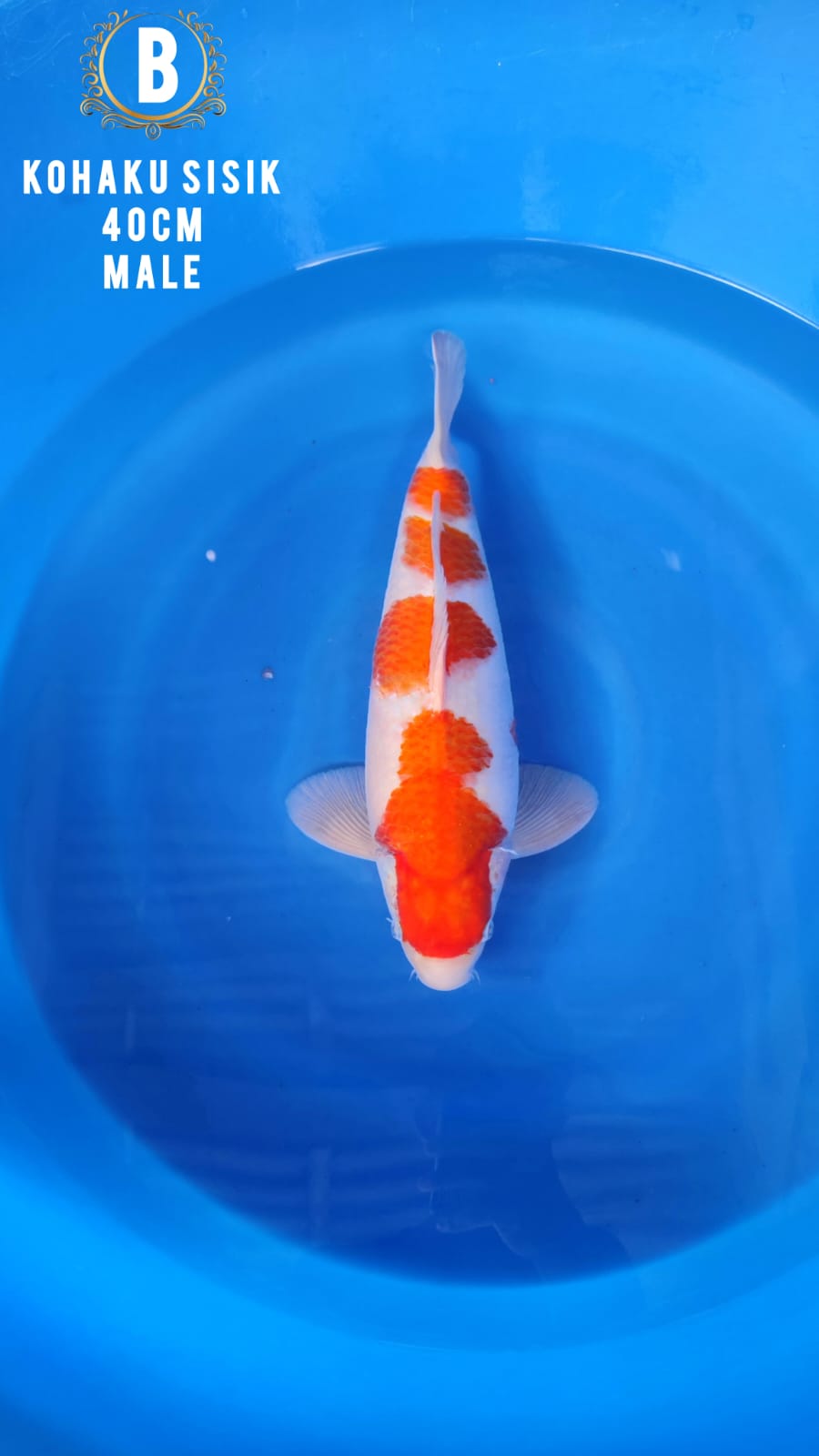 Lelang Koi Online, Jual Beli Ikan Koi, Pusat Jual Beli Koi, Info Lelang Koi Hari Ini, Platform Jual Beli Koi, Jual Beli Ikan Koi Online, Marketplace Ikan Koi, Jual Koi Terbaik, Tempat Beli Koi Berkualitas, Pasar Ikan Koi Online Terpercaya, Penjual Ikan Koi Terpercaya, Beli Koi Hias Online, Ikan Koi untuk Dijual, Koi Kualitas Terbaik, Toko Online Ikan Koi, Koi Hias Untuk Dijual, Jual Beli Ikan Koi Lokal, Koi Indonesia Online, Pusat Jual Beli Koi Terbesar