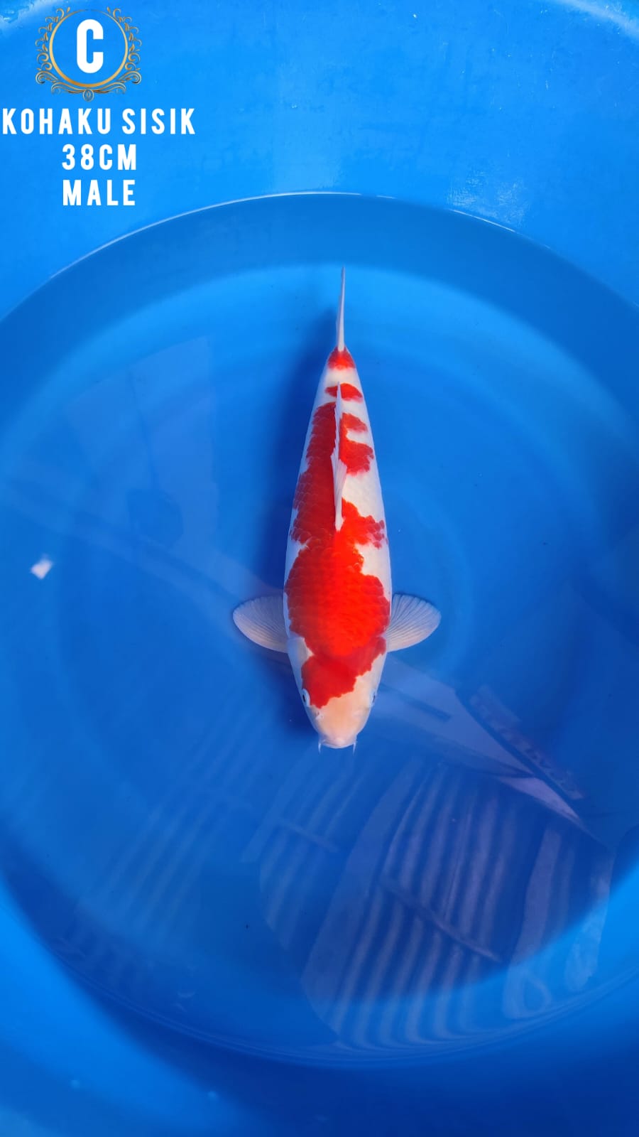 Lelang Koi Online, Jual Beli Ikan Koi, Pusat Jual Beli Koi, Info Lelang Koi Hari Ini, Platform Jual Beli Koi, Jual Beli Ikan Koi Online, Marketplace Ikan Koi, Jual Koi Terbaik, Tempat Beli Koi Berkualitas, Pasar Ikan Koi Online Terpercaya, Penjual Ikan Koi Terpercaya, Beli Koi Hias Online, Ikan Koi untuk Dijual, Koi Kualitas Terbaik, Toko Online Ikan Koi, Koi Hias Untuk Dijual, Jual Beli Ikan Koi Lokal, Koi Indonesia Online, Pusat Jual Beli Koi Terbesar
