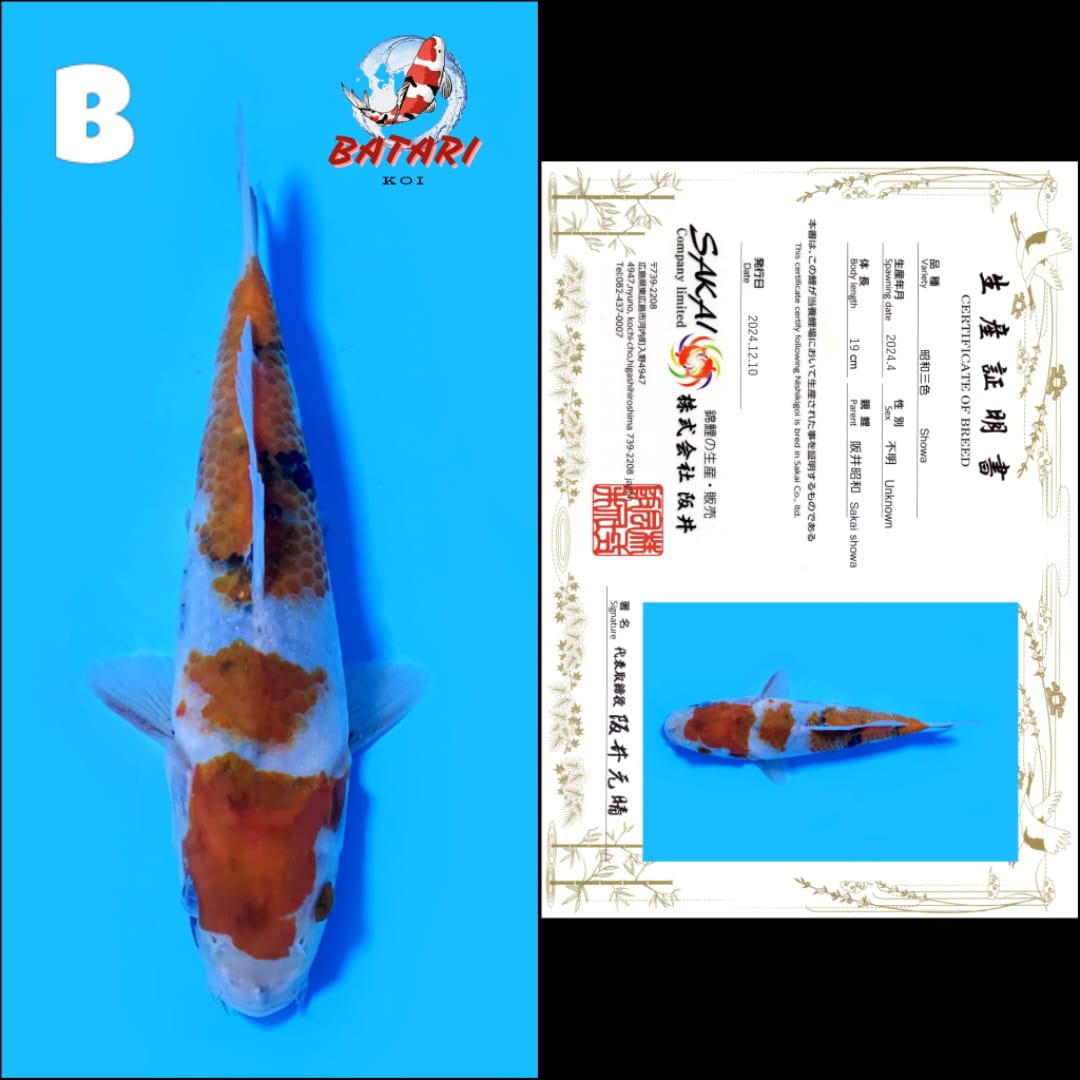 Lelang Koi Online, Jual Beli Ikan Koi, Pusat Jual Beli Koi, Info Lelang Koi Hari Ini, Platform Jual Beli Koi, Jual Beli Ikan Koi Online, Marketplace Ikan Koi, Jual Koi Terbaik, Tempat Beli Koi Berkualitas, Pasar Ikan Koi Online Terpercaya, Penjual Ikan Koi Terpercaya, Beli Koi Hias Online, Ikan Koi untuk Dijual, Koi Kualitas Terbaik, Toko Online Ikan Koi, Koi Hias Untuk Dijual, Jual Beli Ikan Koi Lokal, Koi Indonesia Online, Pusat Jual Beli Koi Terbesar