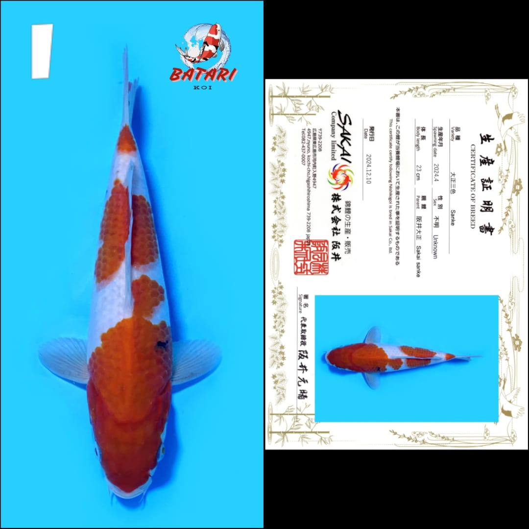 Lelang Koi Online, Jual Beli Ikan Koi, Pusat Jual Beli Koi, Info Lelang Koi Hari Ini, Platform Jual Beli Koi, Jual Beli Ikan Koi Online, Marketplace Ikan Koi, Jual Koi Terbaik, Tempat Beli Koi Berkualitas, Pasar Ikan Koi Online Terpercaya, Penjual Ikan Koi Terpercaya, Beli Koi Hias Online, Ikan Koi untuk Dijual, Koi Kualitas Terbaik, Toko Online Ikan Koi, Koi Hias Untuk Dijual, Jual Beli Ikan Koi Lokal, Koi Indonesia Online, Pusat Jual Beli Koi Terbesar