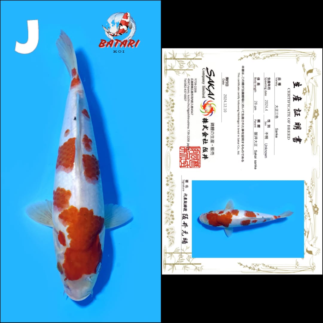 Lelang Koi Online, Jual Beli Ikan Koi, Pusat Jual Beli Koi, Info Lelang Koi Hari Ini, Platform Jual Beli Koi, Jual Beli Ikan Koi Online, Marketplace Ikan Koi, Jual Koi Terbaik, Tempat Beli Koi Berkualitas, Pasar Ikan Koi Online Terpercaya, Penjual Ikan Koi Terpercaya, Beli Koi Hias Online, Ikan Koi untuk Dijual, Koi Kualitas Terbaik, Toko Online Ikan Koi, Koi Hias Untuk Dijual, Jual Beli Ikan Koi Lokal, Koi Indonesia Online, Pusat Jual Beli Koi Terbesar