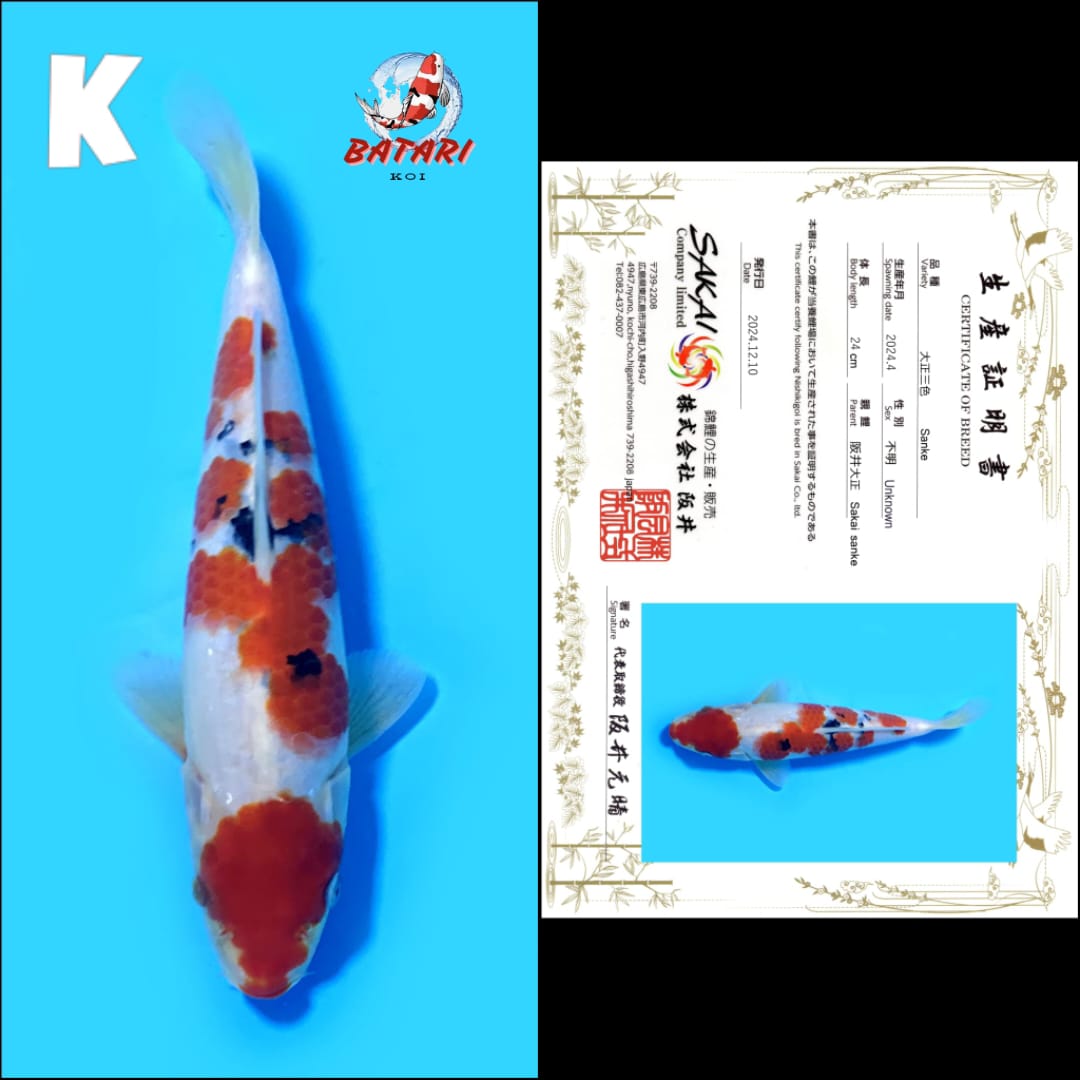 Lelang Koi Online, Jual Beli Ikan Koi, Pusat Jual Beli Koi, Info Lelang Koi Hari Ini, Platform Jual Beli Koi, Jual Beli Ikan Koi Online, Marketplace Ikan Koi, Jual Koi Terbaik, Tempat Beli Koi Berkualitas, Pasar Ikan Koi Online Terpercaya, Penjual Ikan Koi Terpercaya, Beli Koi Hias Online, Ikan Koi untuk Dijual, Koi Kualitas Terbaik, Toko Online Ikan Koi, Koi Hias Untuk Dijual, Jual Beli Ikan Koi Lokal, Koi Indonesia Online, Pusat Jual Beli Koi Terbesar