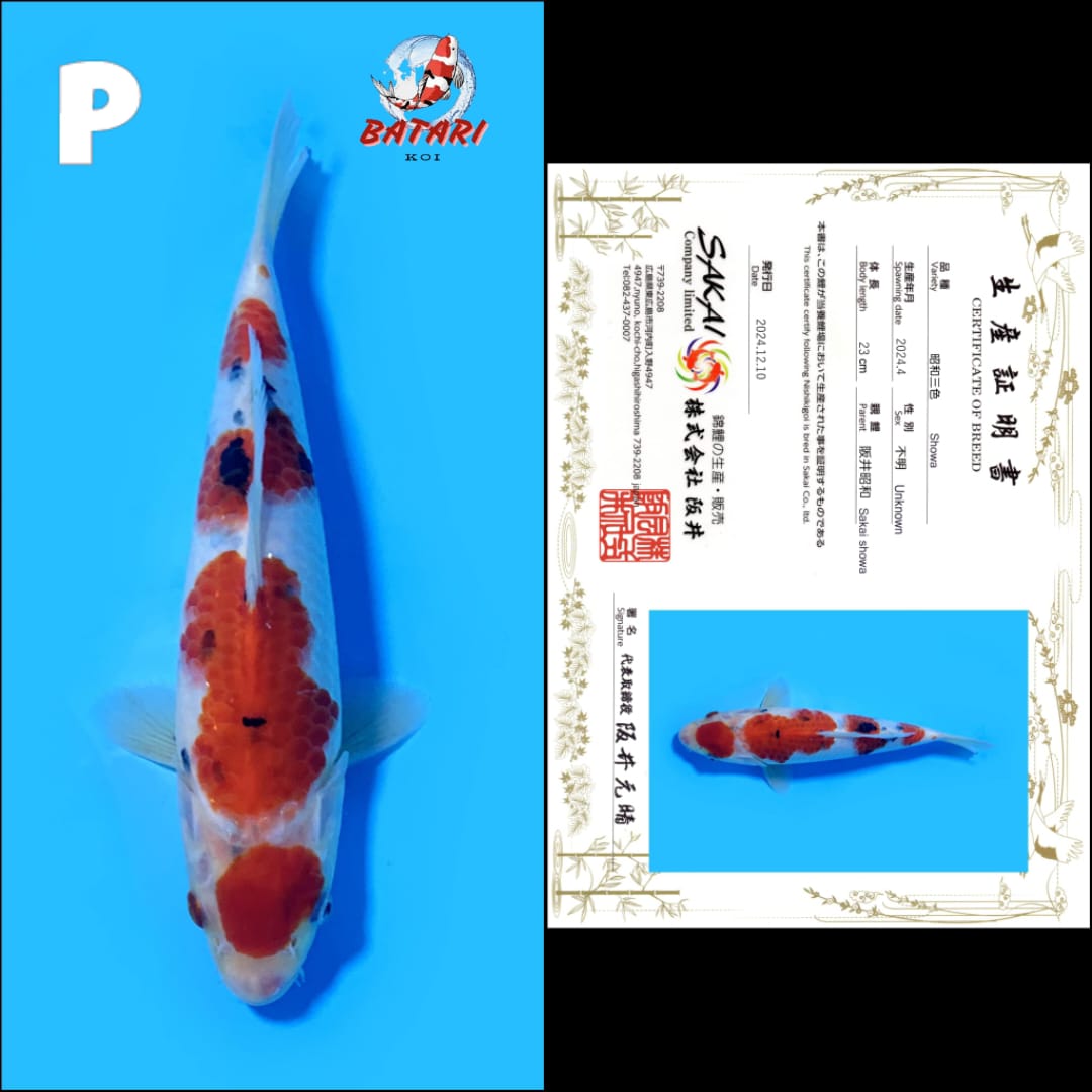 Lelang Koi Online, Jual Beli Ikan Koi, Pusat Jual Beli Koi, Info Lelang Koi Hari Ini, Platform Jual Beli Koi, Jual Beli Ikan Koi Online, Marketplace Ikan Koi, Jual Koi Terbaik, Tempat Beli Koi Berkualitas, Pasar Ikan Koi Online Terpercaya, Penjual Ikan Koi Terpercaya, Beli Koi Hias Online, Ikan Koi untuk Dijual, Koi Kualitas Terbaik, Toko Online Ikan Koi, Koi Hias Untuk Dijual, Jual Beli Ikan Koi Lokal, Koi Indonesia Online, Pusat Jual Beli Koi Terbesar