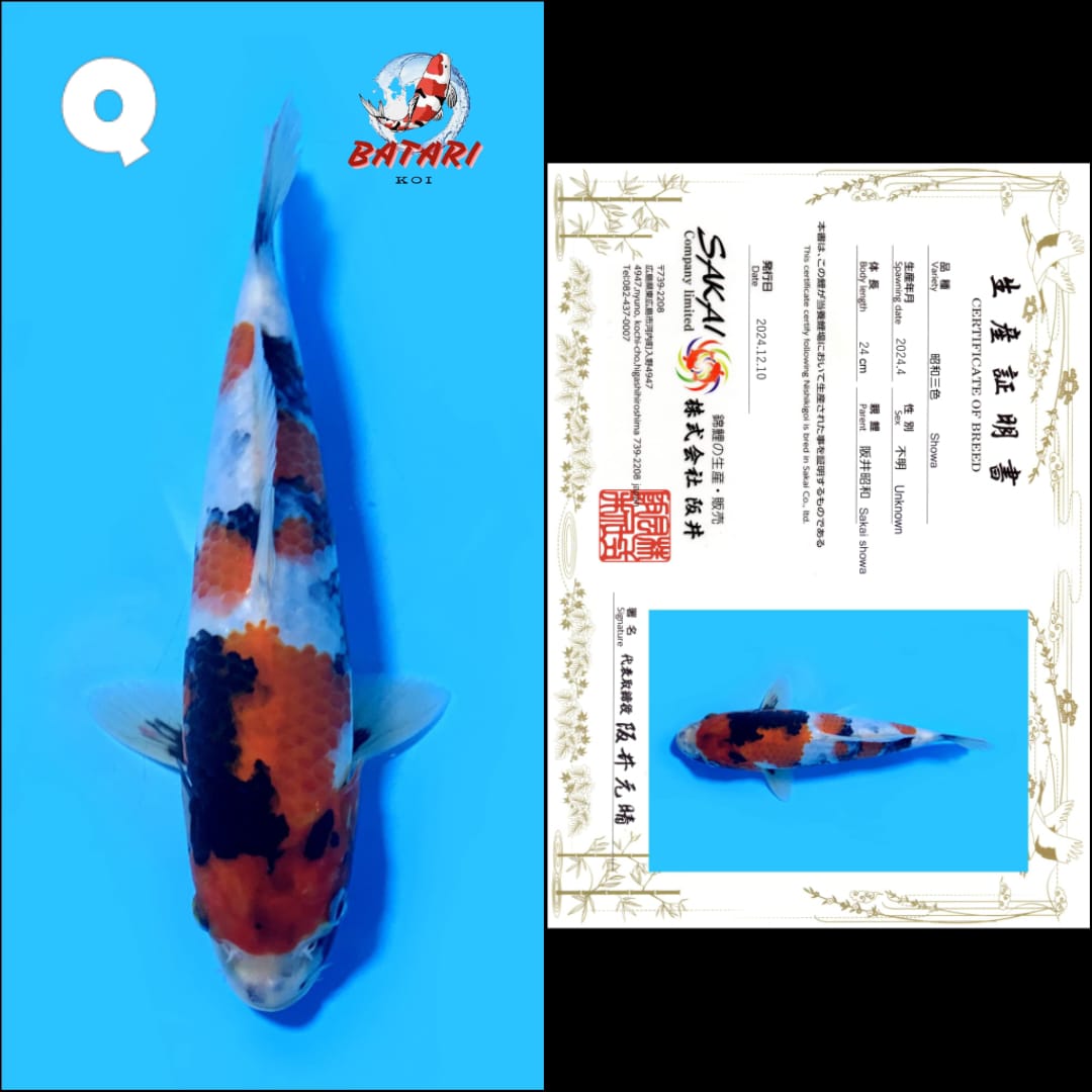 Lelang Koi Online, Jual Beli Ikan Koi, Pusat Jual Beli Koi, Info Lelang Koi Hari Ini, Platform Jual Beli Koi, Jual Beli Ikan Koi Online, Marketplace Ikan Koi, Jual Koi Terbaik, Tempat Beli Koi Berkualitas, Pasar Ikan Koi Online Terpercaya, Penjual Ikan Koi Terpercaya, Beli Koi Hias Online, Ikan Koi untuk Dijual, Koi Kualitas Terbaik, Toko Online Ikan Koi, Koi Hias Untuk Dijual, Jual Beli Ikan Koi Lokal, Koi Indonesia Online, Pusat Jual Beli Koi Terbesar