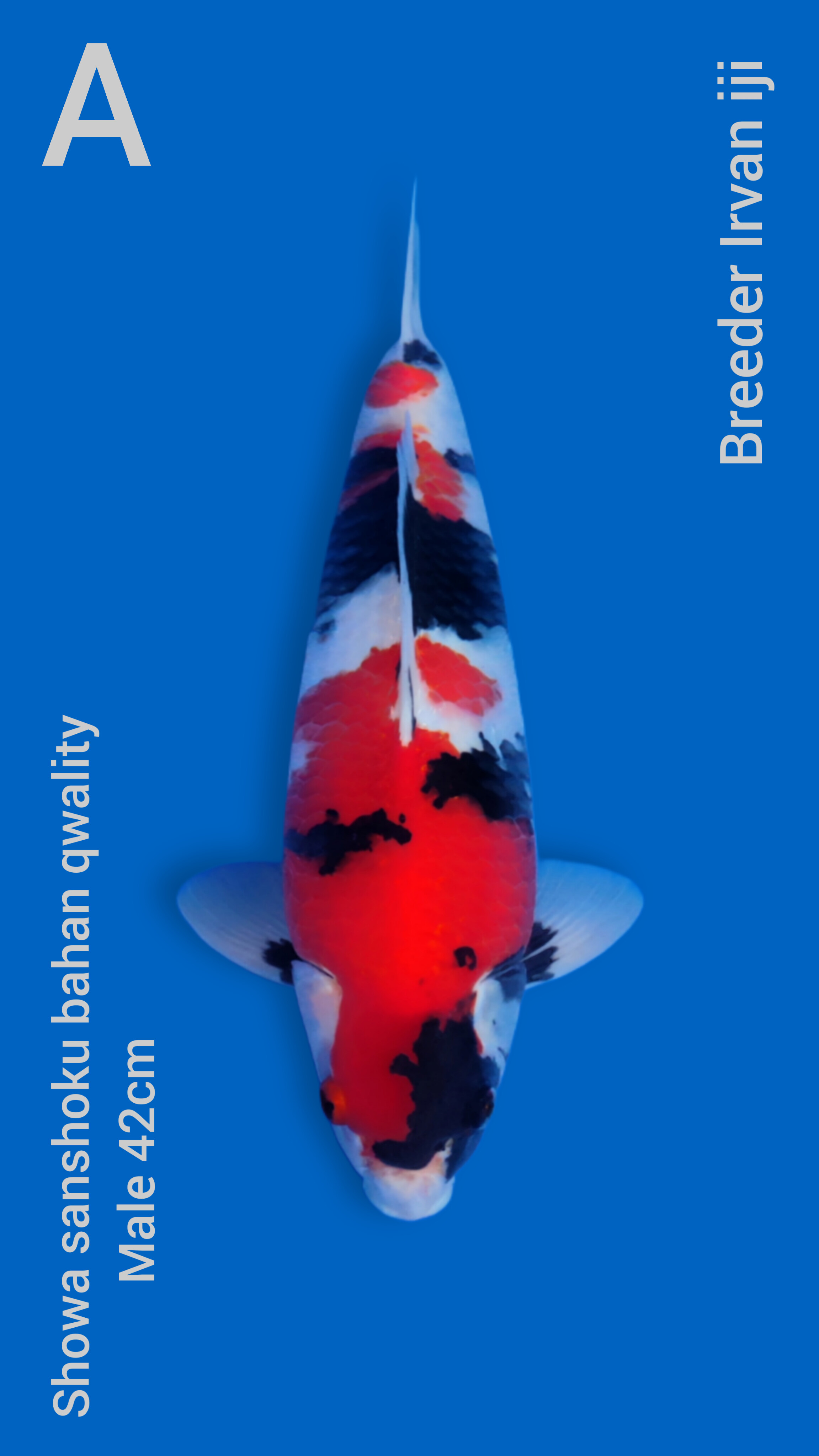 Lelang Koi Online, Jual Beli Ikan Koi, Pusat Jual Beli Koi, Info Lelang Koi Hari Ini, Platform Jual Beli Koi, Jual Beli Ikan Koi Online, Marketplace Ikan Koi, Jual Koi Terbaik, Tempat Beli Koi Berkualitas, Pasar Ikan Koi Online Terpercaya, Penjual Ikan Koi Terpercaya, Beli Koi Hias Online, Ikan Koi untuk Dijual, Koi Kualitas Terbaik, Toko Online Ikan Koi, Koi Hias Untuk Dijual, Jual Beli Ikan Koi Lokal, Koi Indonesia Online, Pusat Jual Beli Koi Terbesar