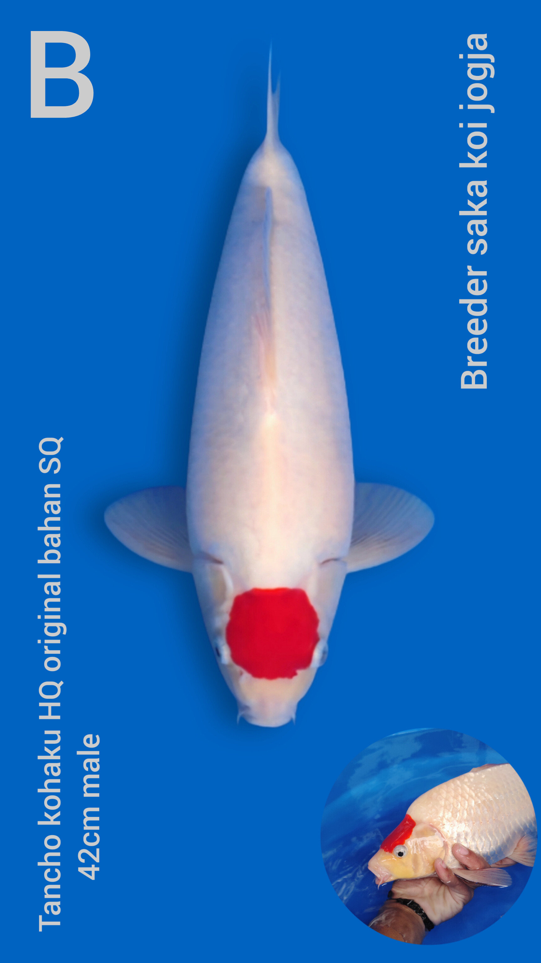 Lelang Koi Online, Jual Beli Ikan Koi, Pusat Jual Beli Koi, Info Lelang Koi Hari Ini, Platform Jual Beli Koi, Jual Beli Ikan Koi Online, Marketplace Ikan Koi, Jual Koi Terbaik, Tempat Beli Koi Berkualitas, Pasar Ikan Koi Online Terpercaya, Penjual Ikan Koi Terpercaya, Beli Koi Hias Online, Ikan Koi untuk Dijual, Koi Kualitas Terbaik, Toko Online Ikan Koi, Koi Hias Untuk Dijual, Jual Beli Ikan Koi Lokal, Koi Indonesia Online, Pusat Jual Beli Koi Terbesar