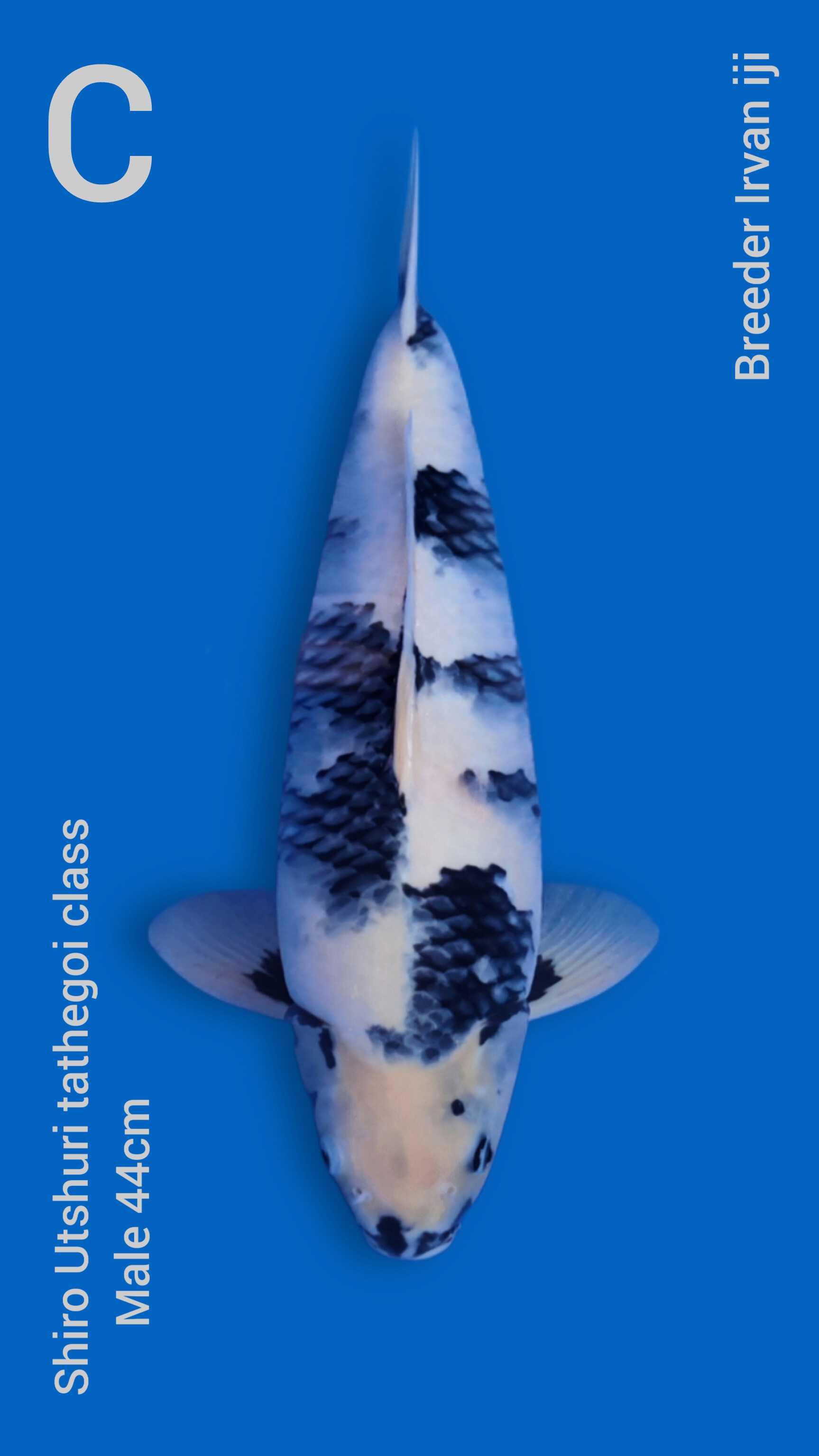 Lelang Koi Online, Jual Beli Ikan Koi, Pusat Jual Beli Koi, Info Lelang Koi Hari Ini, Platform Jual Beli Koi, Jual Beli Ikan Koi Online, Marketplace Ikan Koi, Jual Koi Terbaik, Tempat Beli Koi Berkualitas, Pasar Ikan Koi Online Terpercaya, Penjual Ikan Koi Terpercaya, Beli Koi Hias Online, Ikan Koi untuk Dijual, Koi Kualitas Terbaik, Toko Online Ikan Koi, Koi Hias Untuk Dijual, Jual Beli Ikan Koi Lokal, Koi Indonesia Online, Pusat Jual Beli Koi Terbesar