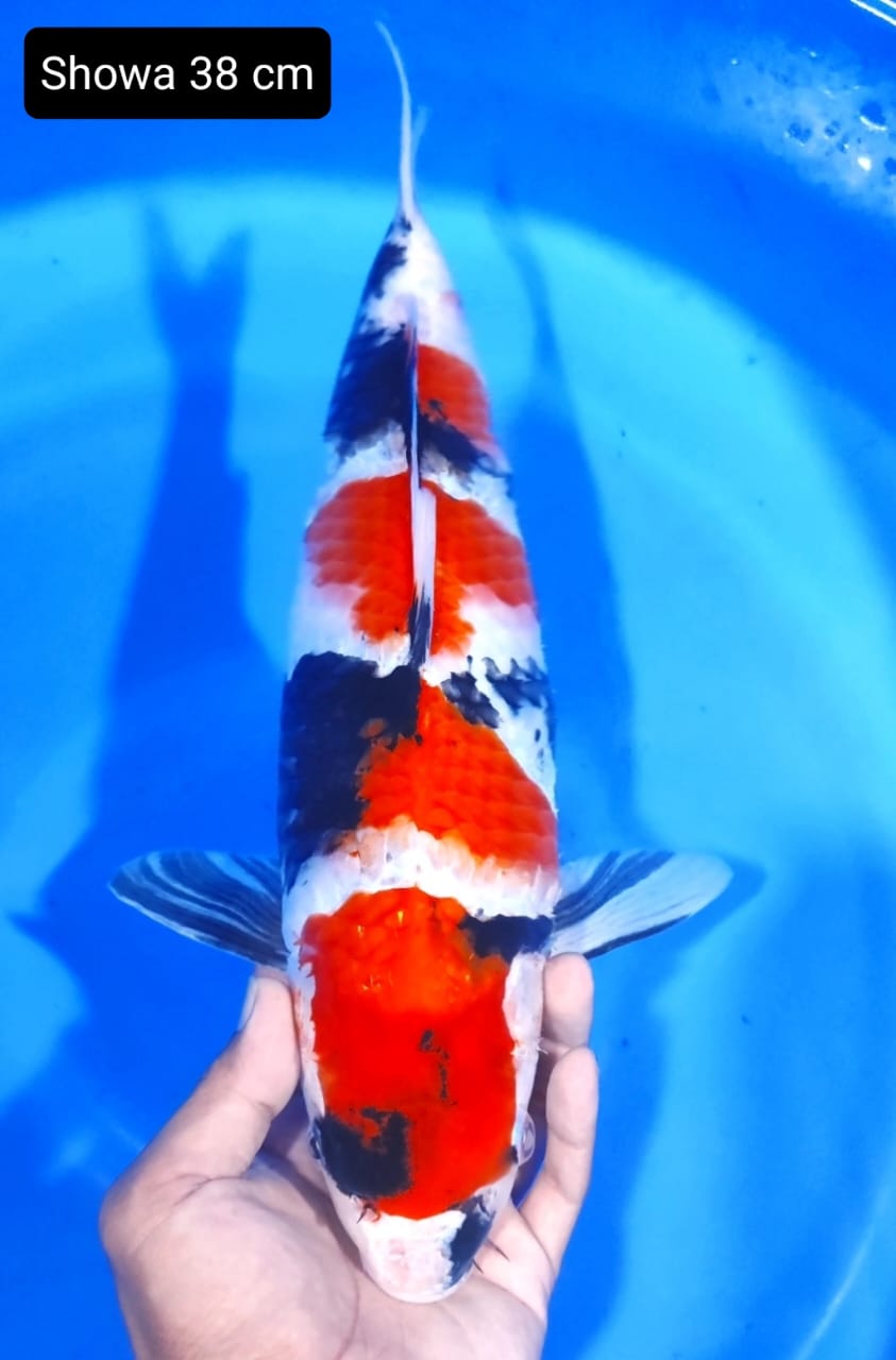 Lelang Koi Online, Jual Beli Ikan Koi, Pusat Jual Beli Koi, Info Lelang Koi Hari Ini, Platform Jual Beli Koi, Jual Beli Ikan Koi Online, Marketplace Ikan Koi, Jual Koi Terbaik, Tempat Beli Koi Berkualitas, Pasar Ikan Koi Online Terpercaya, Penjual Ikan Koi Terpercaya, Beli Koi Hias Online, Ikan Koi untuk Dijual, Koi Kualitas Terbaik, Toko Online Ikan Koi, Koi Hias Untuk Dijual, Jual Beli Ikan Koi Lokal, Koi Indonesia Online, Pusat Jual Beli Koi Terbesar