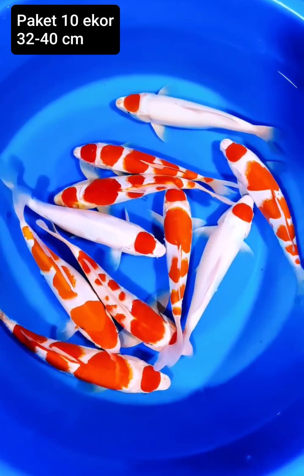 Lelang Koi Online, Jual Beli Ikan Koi, Pusat Jual Beli Koi, Info Lelang Koi Hari Ini, Platform Jual Beli Koi, Jual Beli Ikan Koi Online, Marketplace Ikan Koi, Jual Koi Terbaik, Tempat Beli Koi Berkualitas, Pasar Ikan Koi Online Terpercaya, Penjual Ikan Koi Terpercaya, Beli Koi Hias Online, Ikan Koi untuk Dijual, Koi Kualitas Terbaik, Toko Online Ikan Koi, Koi Hias Untuk Dijual, Jual Beli Ikan Koi Lokal, Koi Indonesia Online, Pusat Jual Beli Koi Terbesar