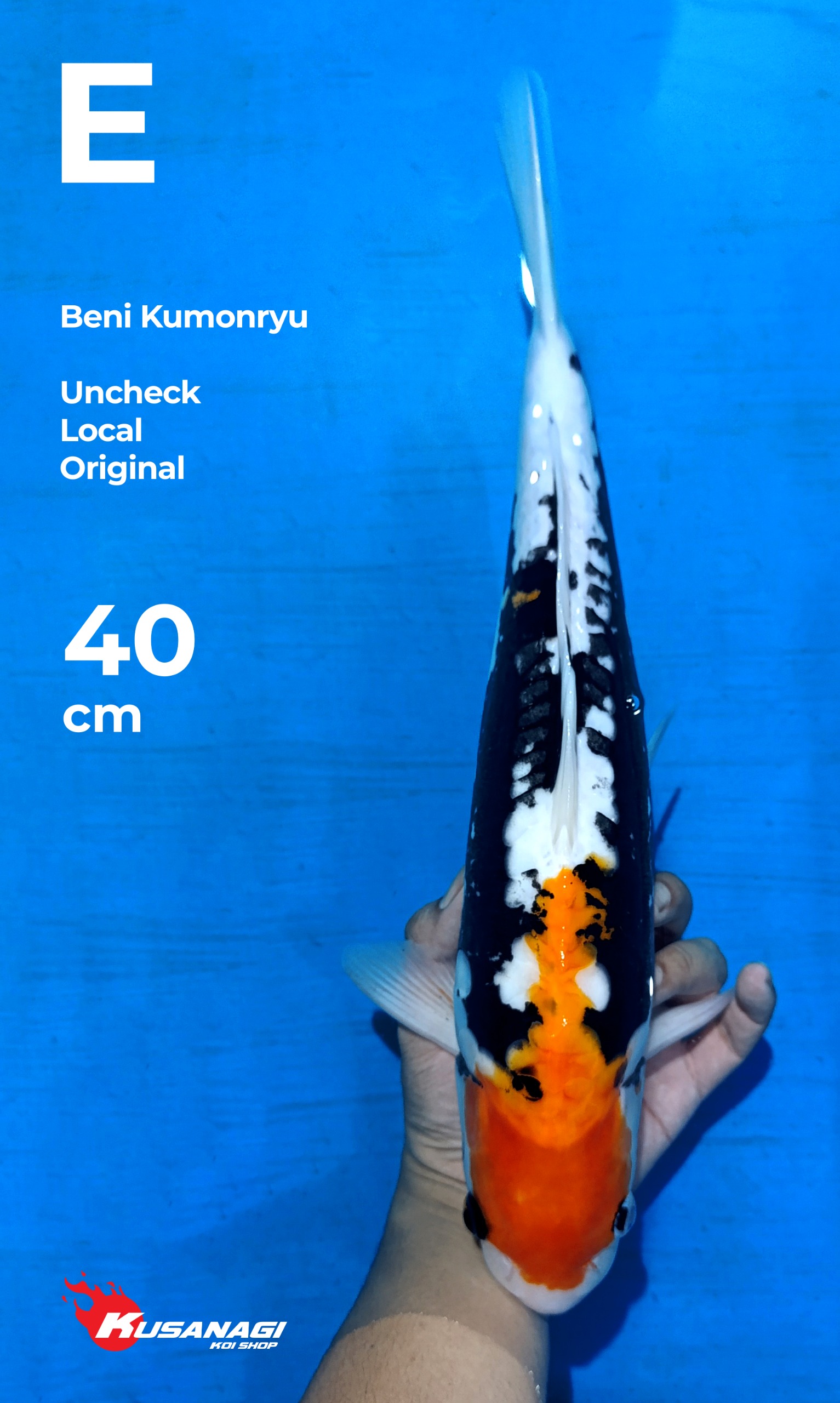Lelang Koi Online, Jual Beli Ikan Koi, Pusat Jual Beli Koi, Info Lelang Koi Hari Ini, Platform Jual Beli Koi, Jual Beli Ikan Koi Online, Marketplace Ikan Koi, Jual Koi Terbaik, Tempat Beli Koi Berkualitas, Pasar Ikan Koi Online Terpercaya, Penjual Ikan Koi Terpercaya, Beli Koi Hias Online, Ikan Koi untuk Dijual, Koi Kualitas Terbaik, Toko Online Ikan Koi, Koi Hias Untuk Dijual, Jual Beli Ikan Koi Lokal, Koi Indonesia Online, Pusat Jual Beli Koi Terbesar