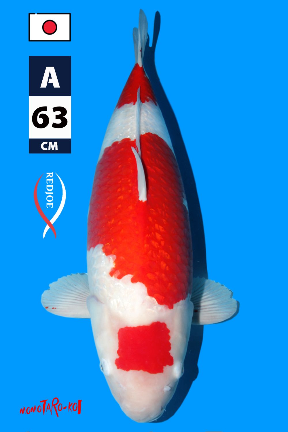 Lelang Koi Online, Jual Beli Ikan Koi, Pusat Jual Beli Koi, Info Lelang Koi Hari Ini, Platform Jual Beli Koi, Jual Beli Ikan Koi Online, Marketplace Ikan Koi, Jual Koi Terbaik, Tempat Beli Koi Berkualitas, Pasar Ikan Koi Online Terpercaya, Penjual Ikan Koi Terpercaya, Beli Koi Hias Online, Ikan Koi untuk Dijual, Koi Kualitas Terbaik, Toko Online Ikan Koi, Koi Hias Untuk Dijual, Jual Beli Ikan Koi Lokal, Koi Indonesia Online, Pusat Jual Beli Koi Terbesar