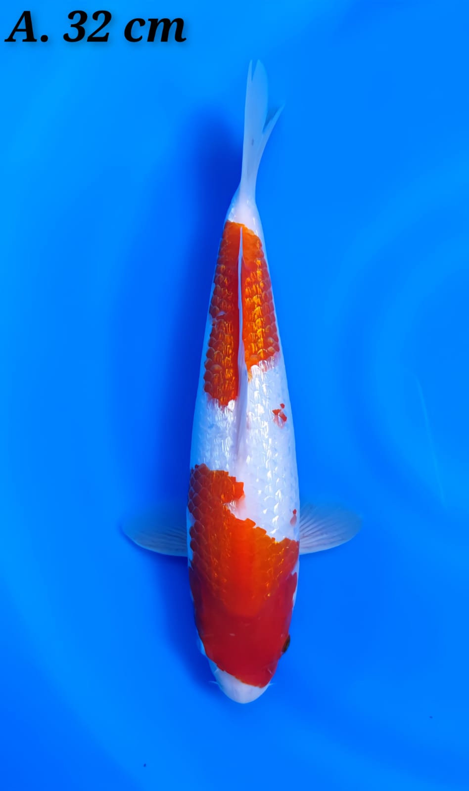 Lelang Koi Online, Jual Beli Ikan Koi, Pusat Jual Beli Koi, Info Lelang Koi Hari Ini, Platform Jual Beli Koi, Jual Beli Ikan Koi Online, Marketplace Ikan Koi, Jual Koi Terbaik, Tempat Beli Koi Berkualitas, Pasar Ikan Koi Online Terpercaya, Penjual Ikan Koi Terpercaya, Beli Koi Hias Online, Ikan Koi untuk Dijual, Koi Kualitas Terbaik, Toko Online Ikan Koi, Koi Hias Untuk Dijual, Jual Beli Ikan Koi Lokal, Koi Indonesia Online, Pusat Jual Beli Koi Terbesar